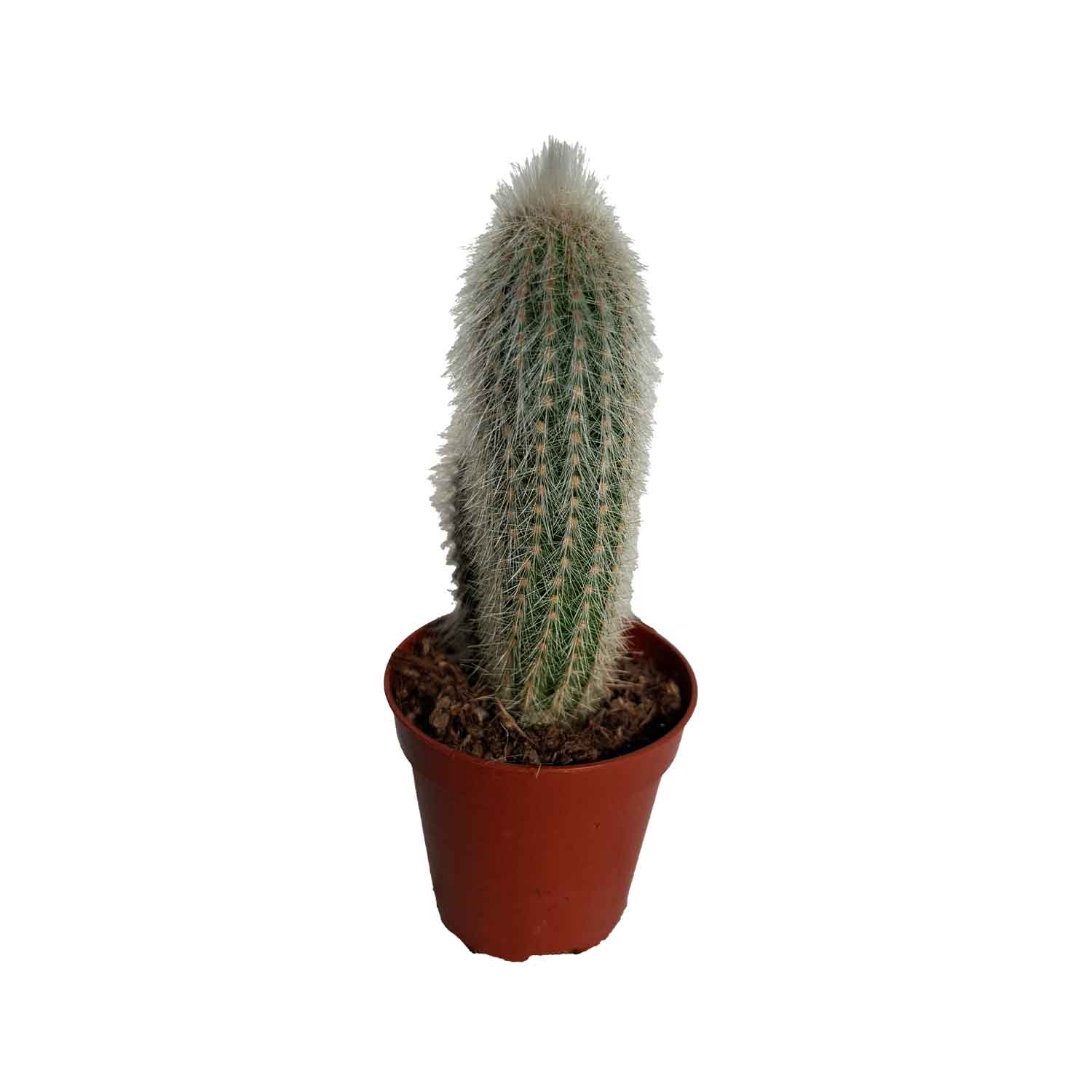 Cleistocactus strausii 5,5cm