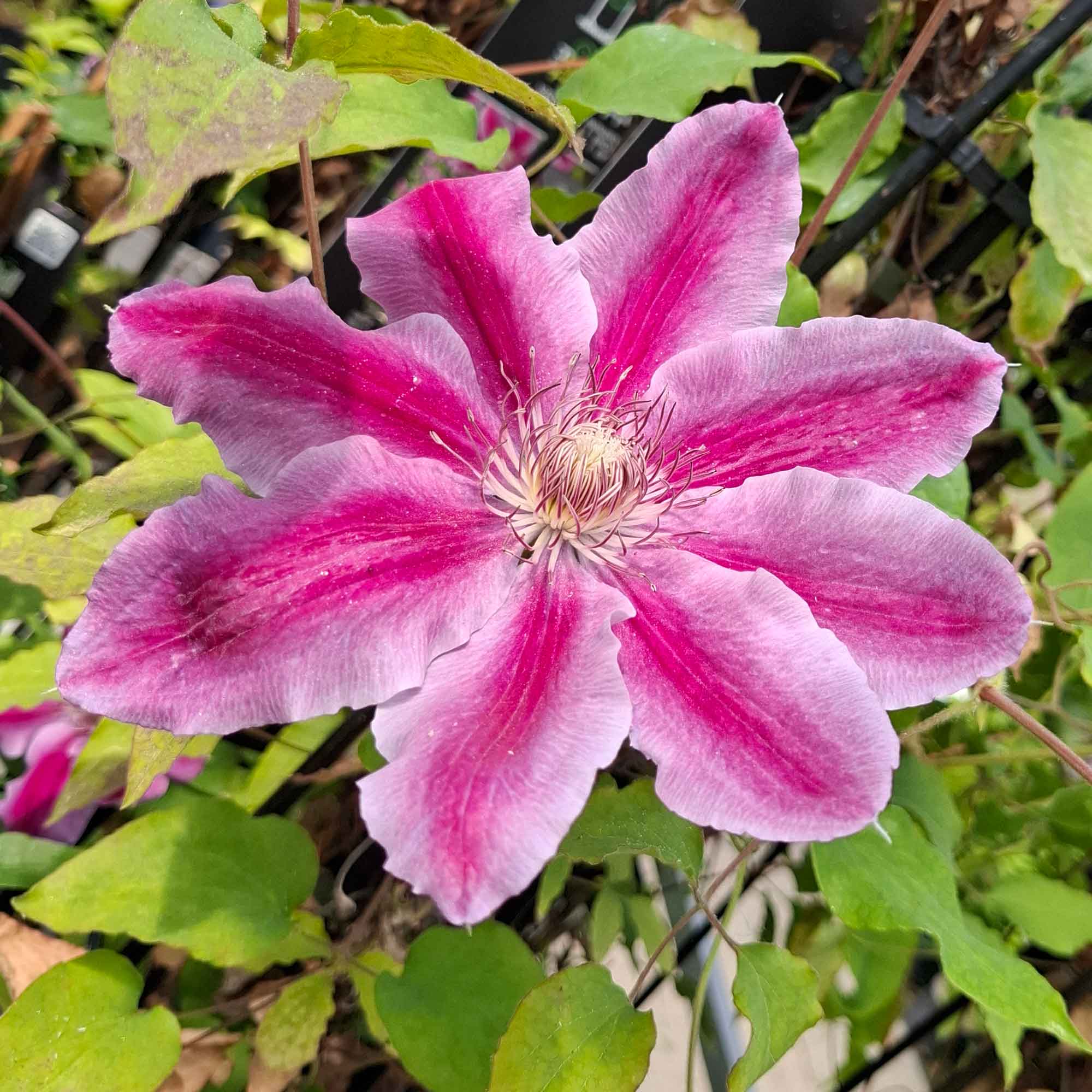 Clematis Pat. Dr Ruppel