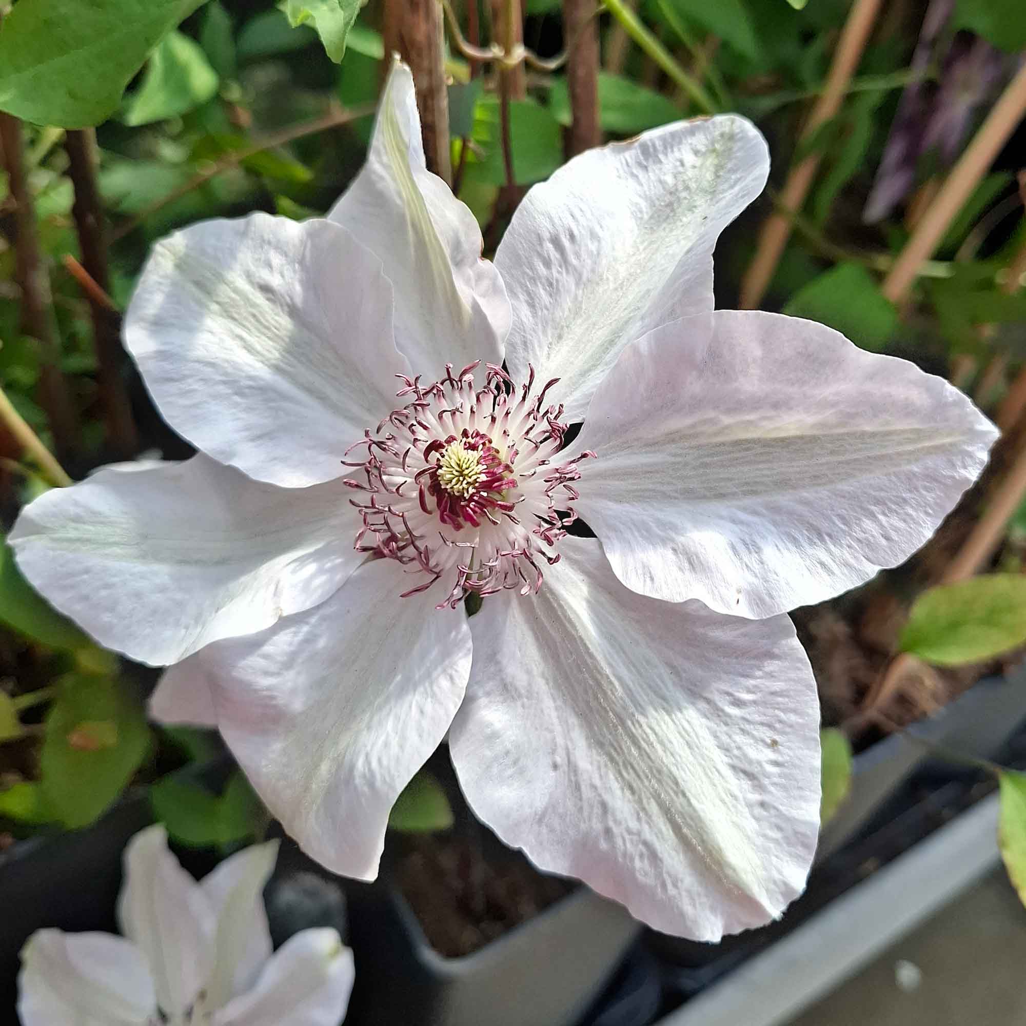 Clematis (Early Large-flowered) 'Miss Bateman' 17cm