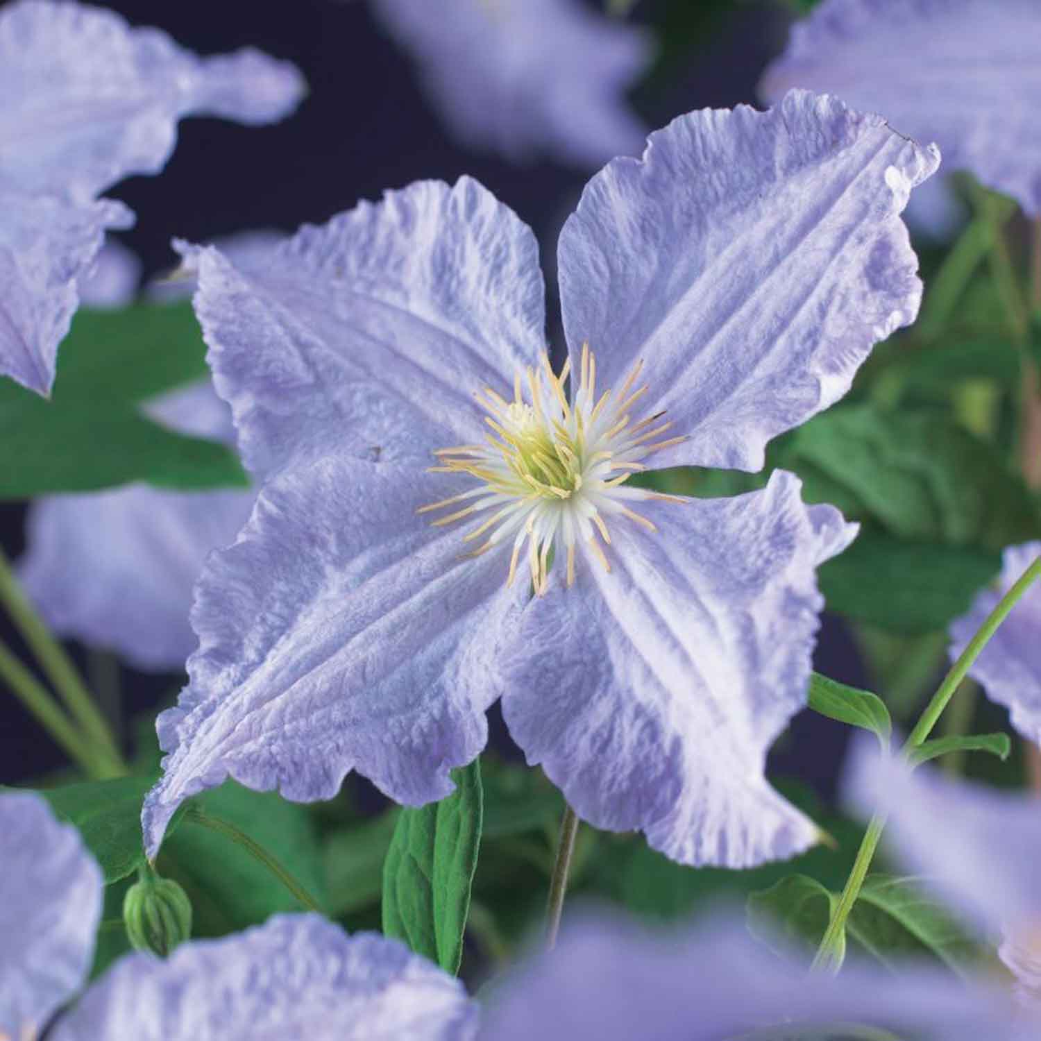 Clematis (Late Large-flowered) 'Blekitny Aniol 17cm