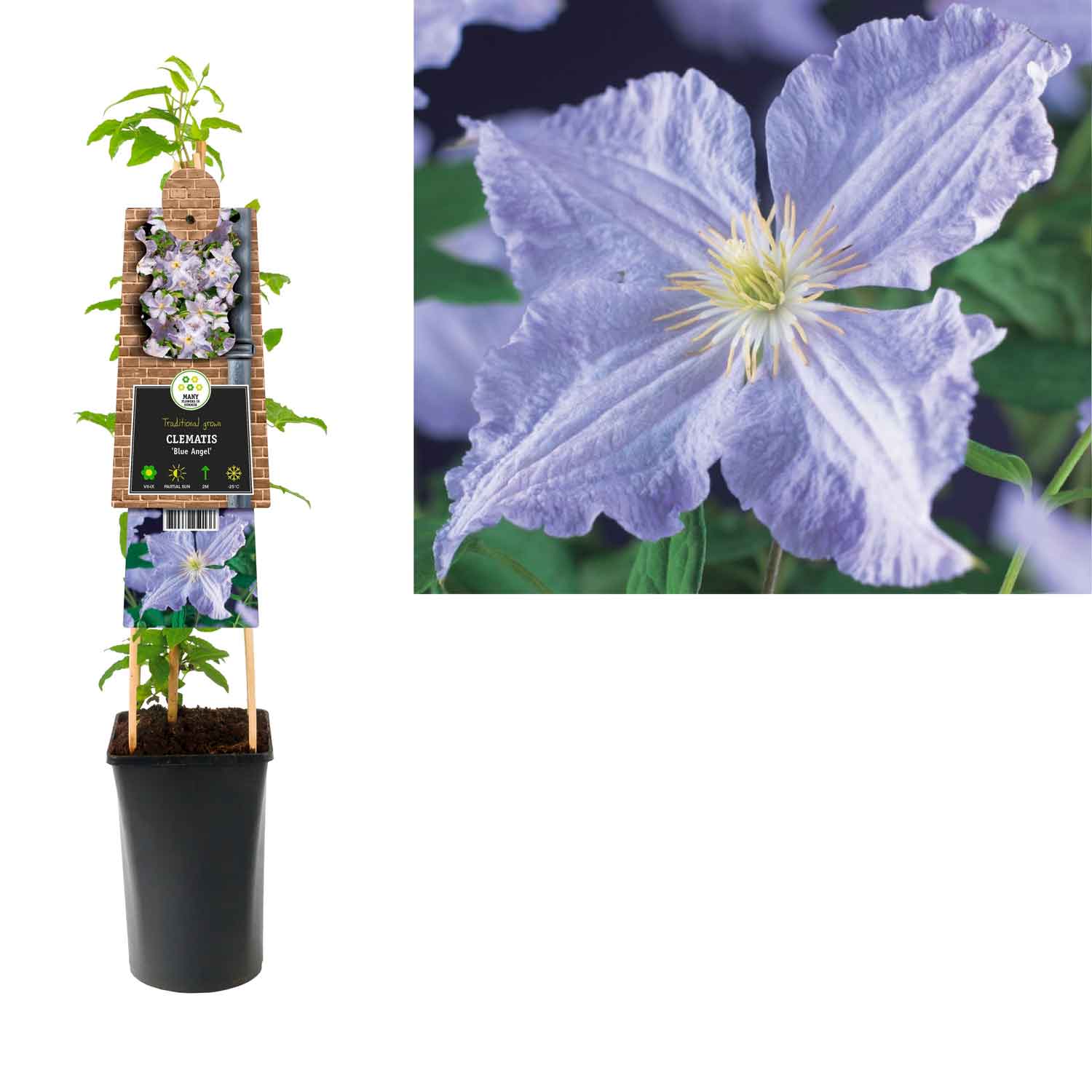 Clematis (Late Large-flowered) 'Blekitny Aniol 17cm