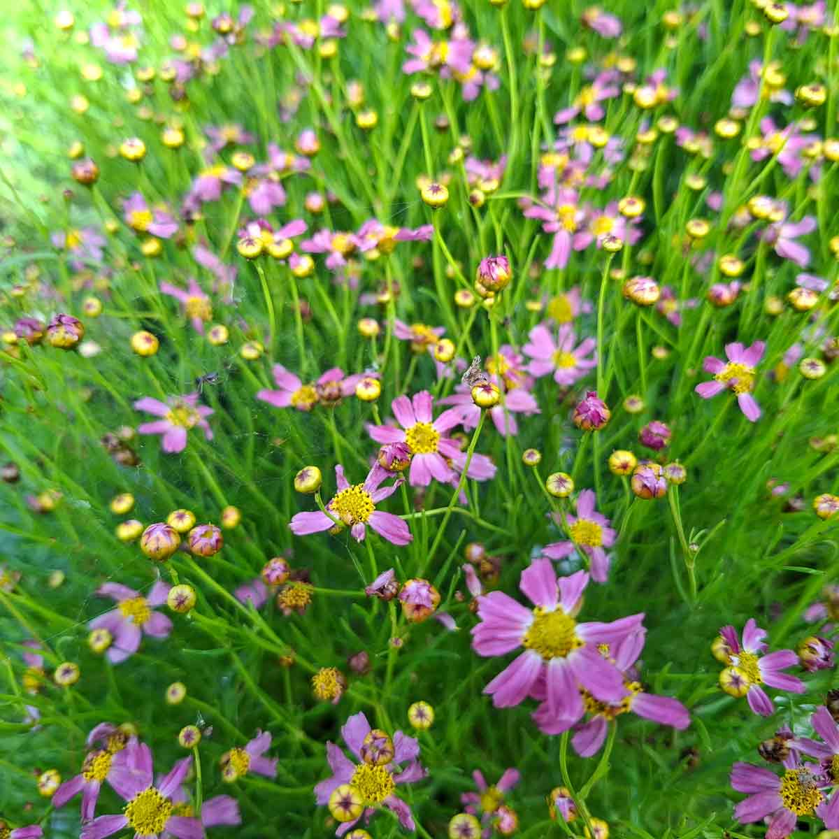 Coreopsis 'American Dream' C3