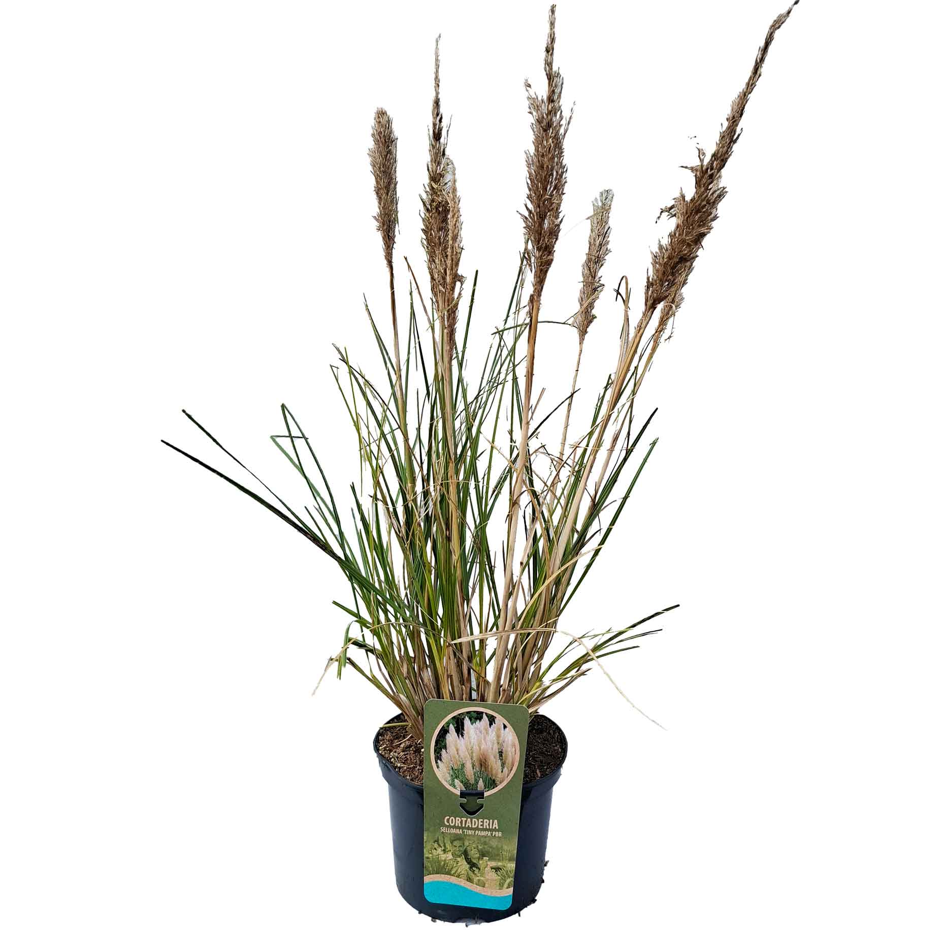 Cortaderia s. "Tiny Pampa" C5