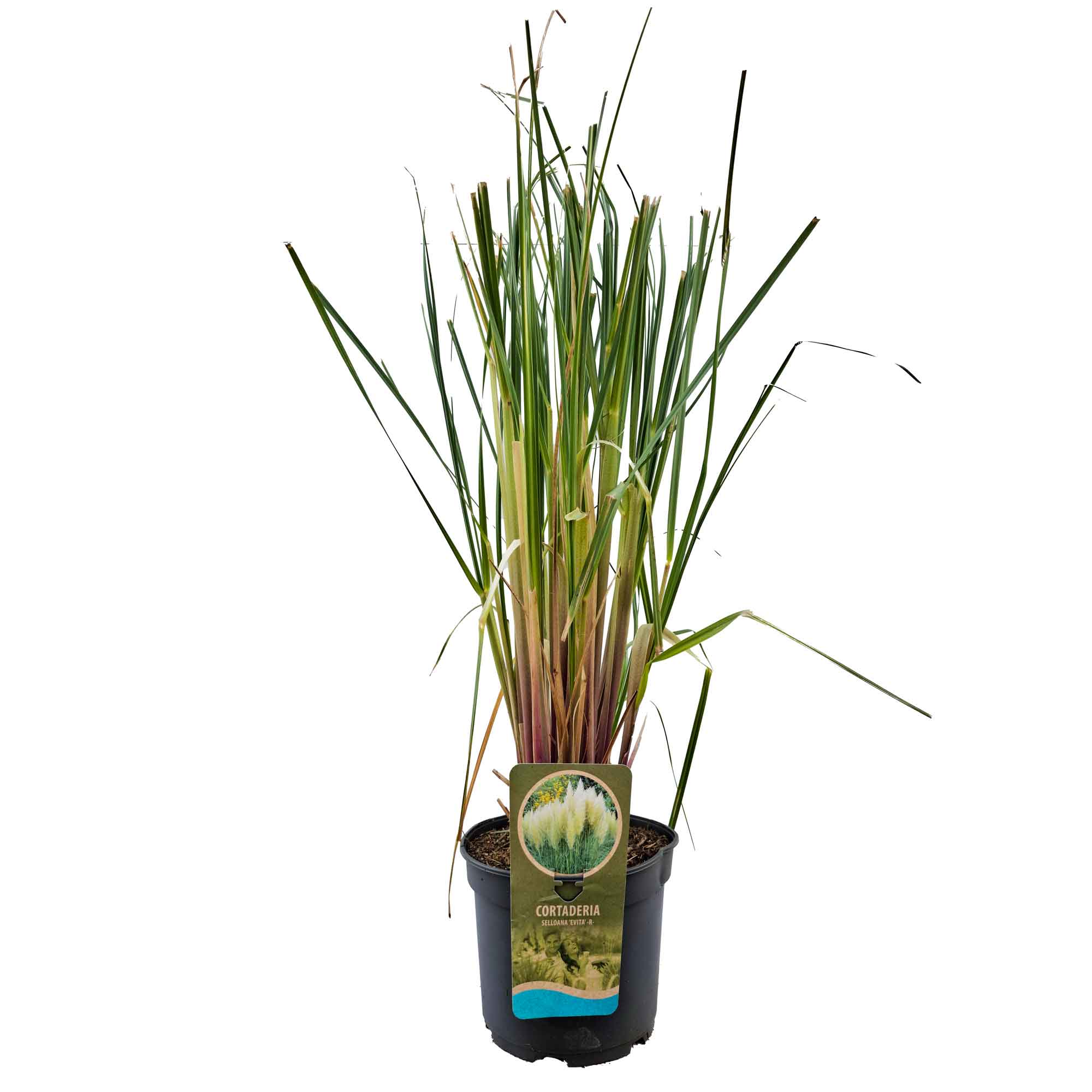 Cortaderia sl. 'Evita' C5
