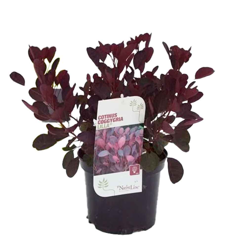 Cotinus kugge. 'Lila' C3 30-40 CM