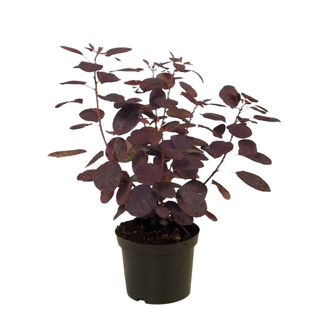 Cotinus kugge. 'Royal Purple' C3