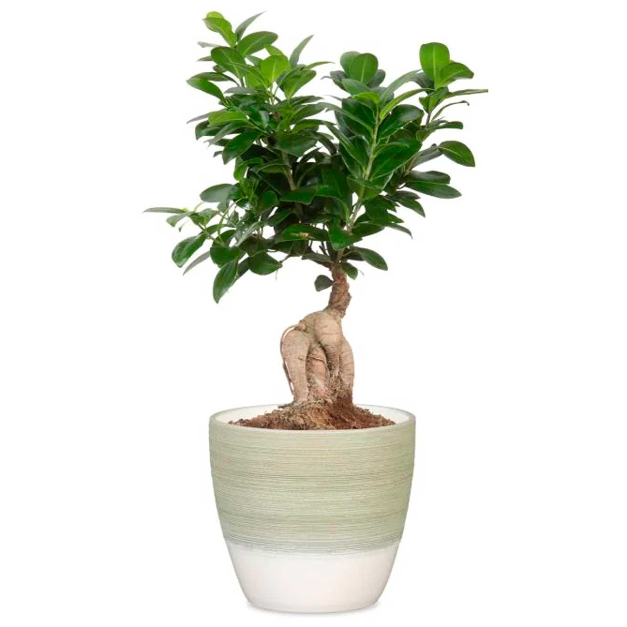 Cover-Pot Matcha Cream 950/11