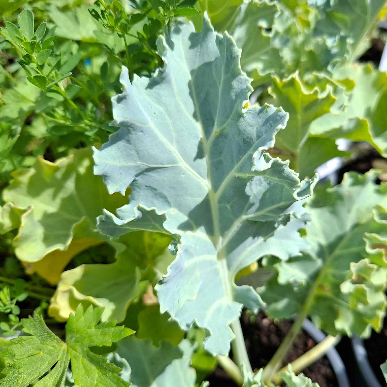 Crambe Maritima 'White Caramba' 13cm