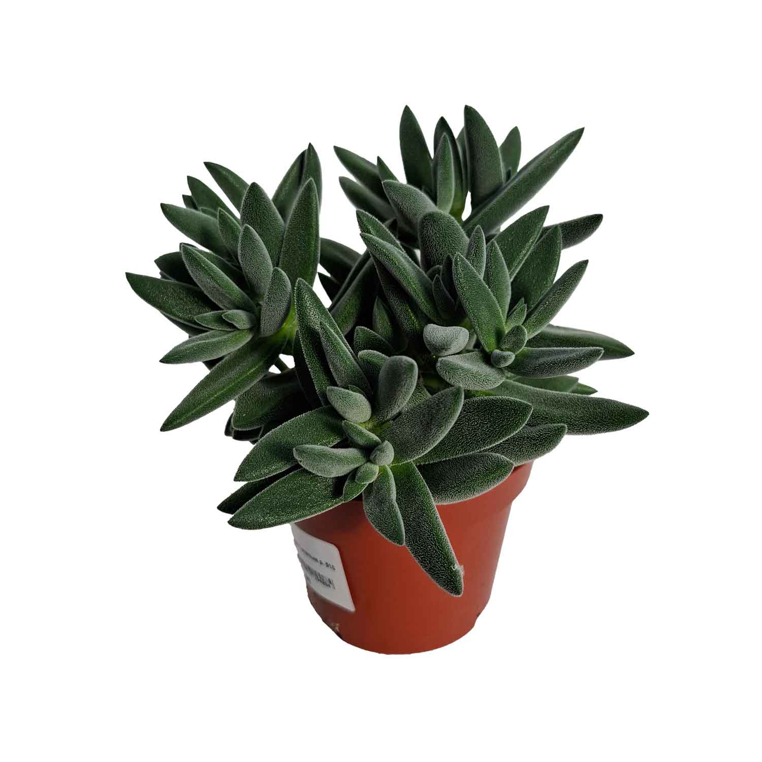 Crassula Tarantula 10,5cm