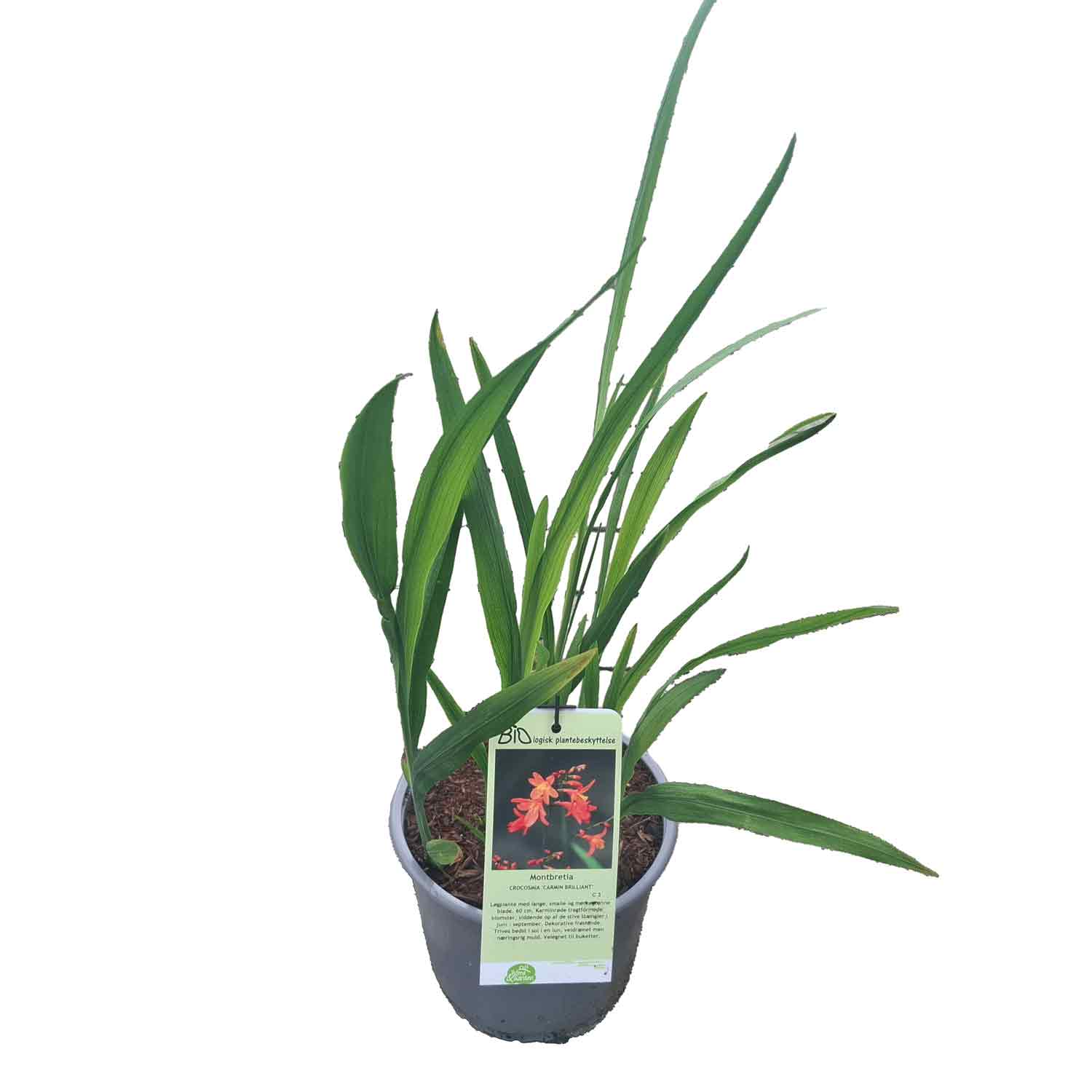 Crocosmia Carmin Brilliant 3 L Pot