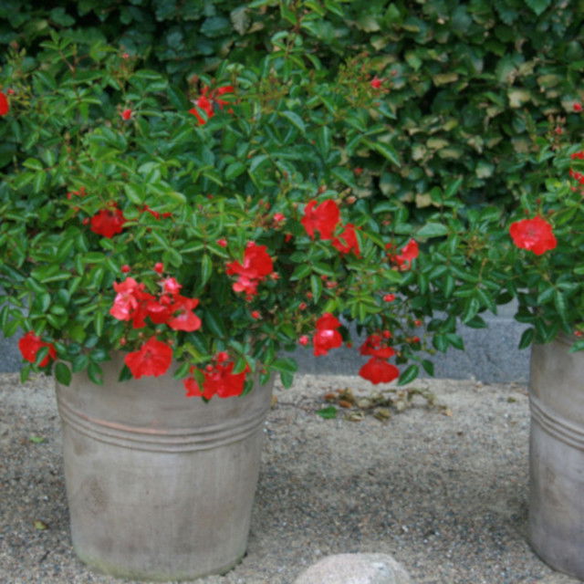 Groundcover Rose 'Deseo'