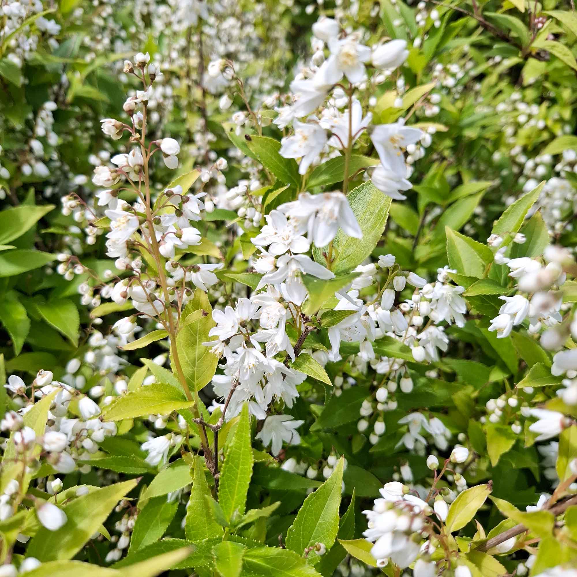 Deutzia gracilis 25/30 C3