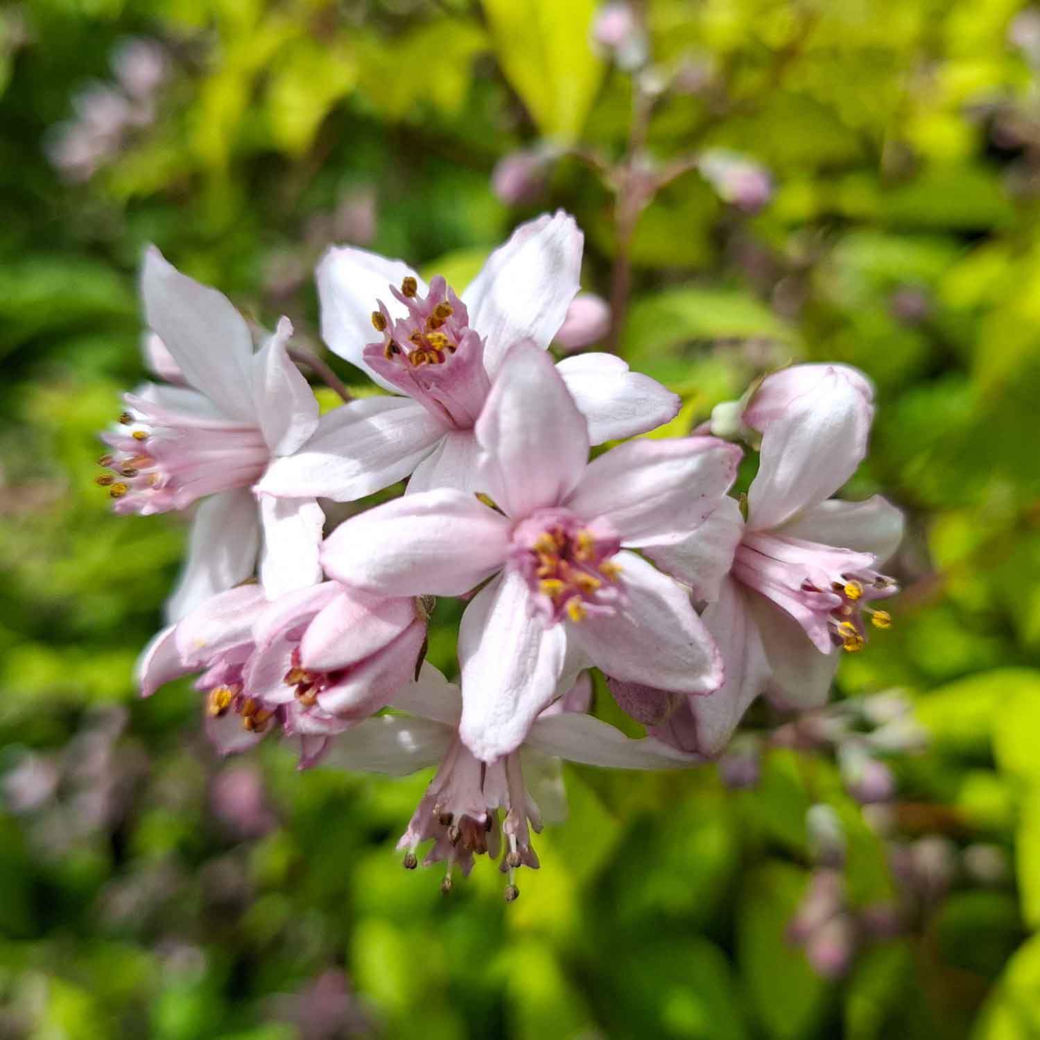 Star top - Deutzia hybrida 'Mont Rose' 40-50cm C6.5