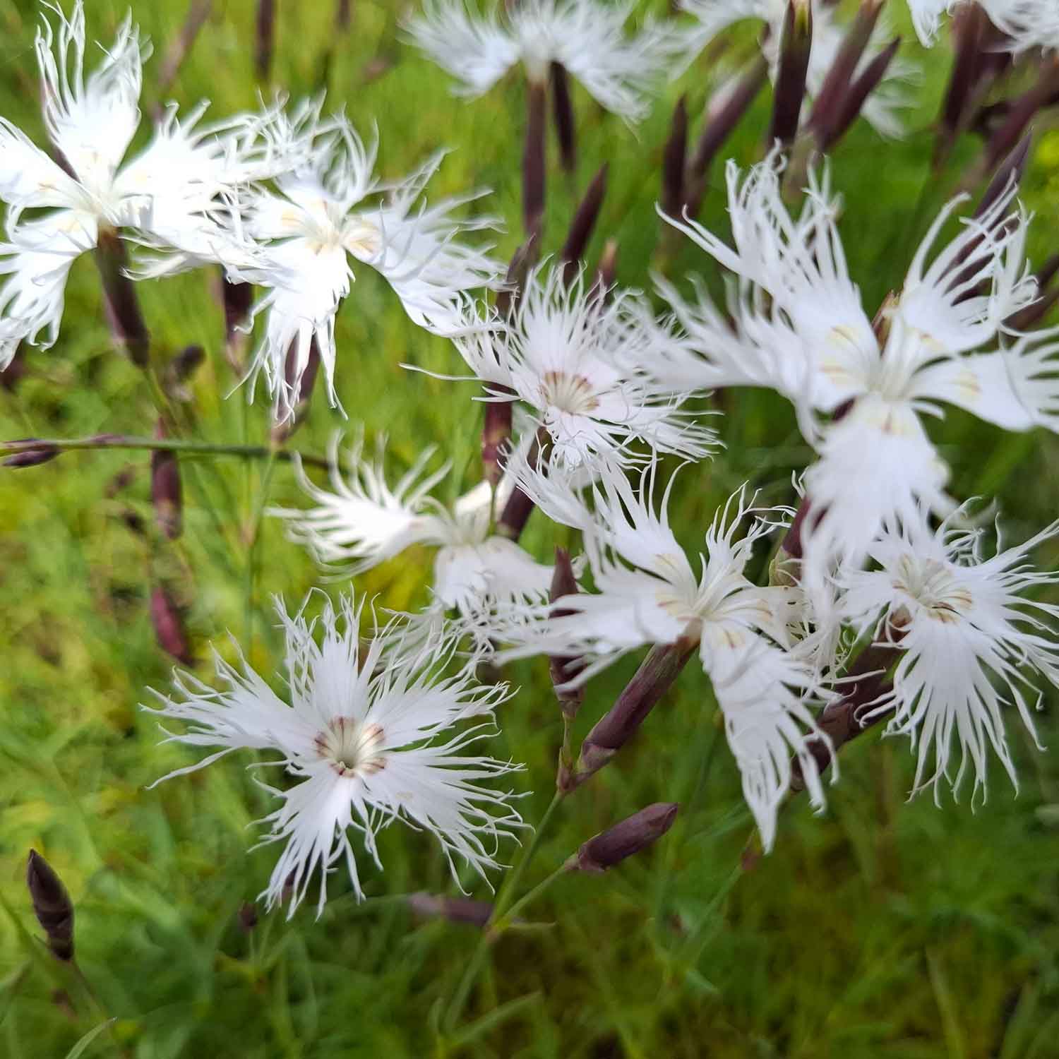 Dianthus arenarius 11C