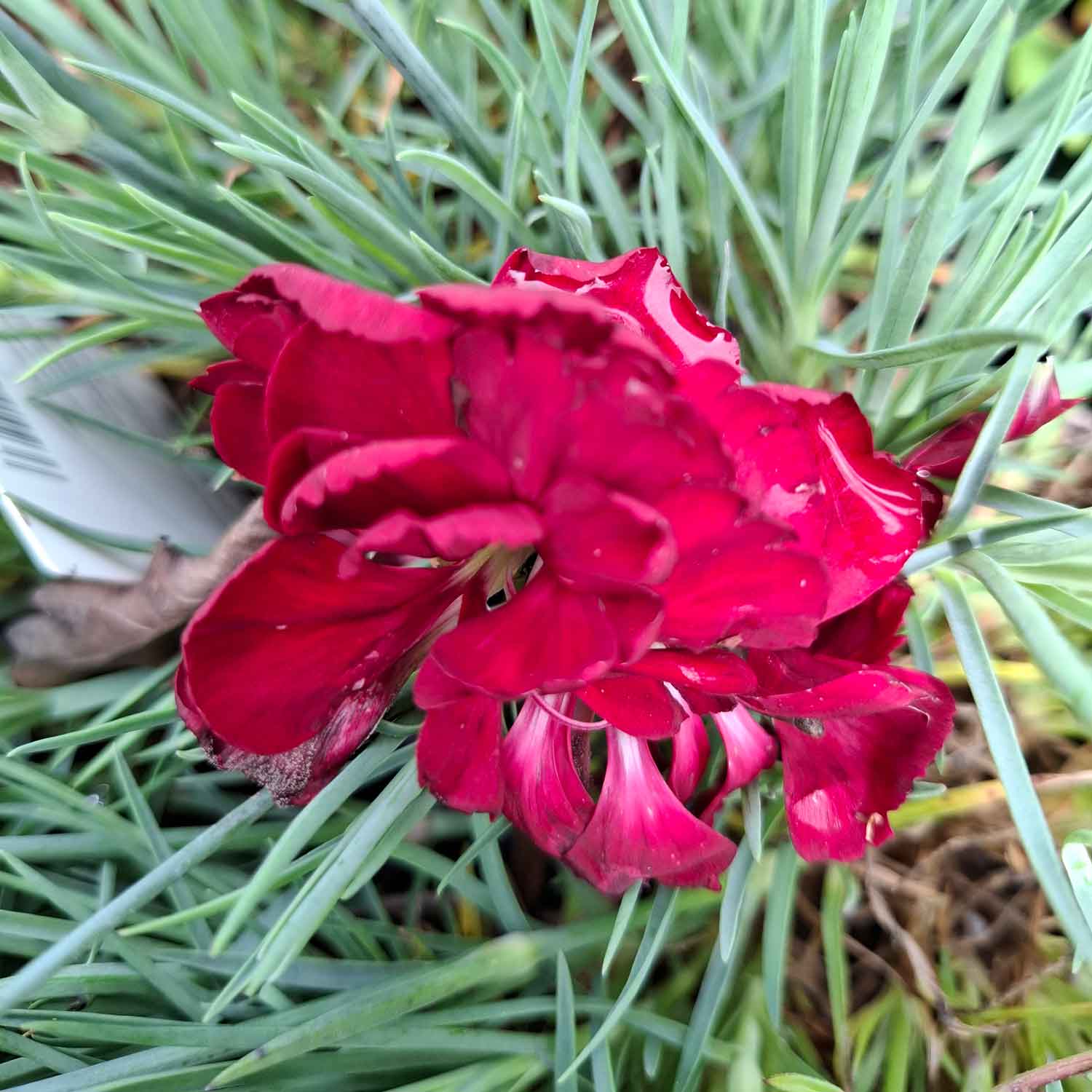 Dianthus plumarius 'Desmond' 11C