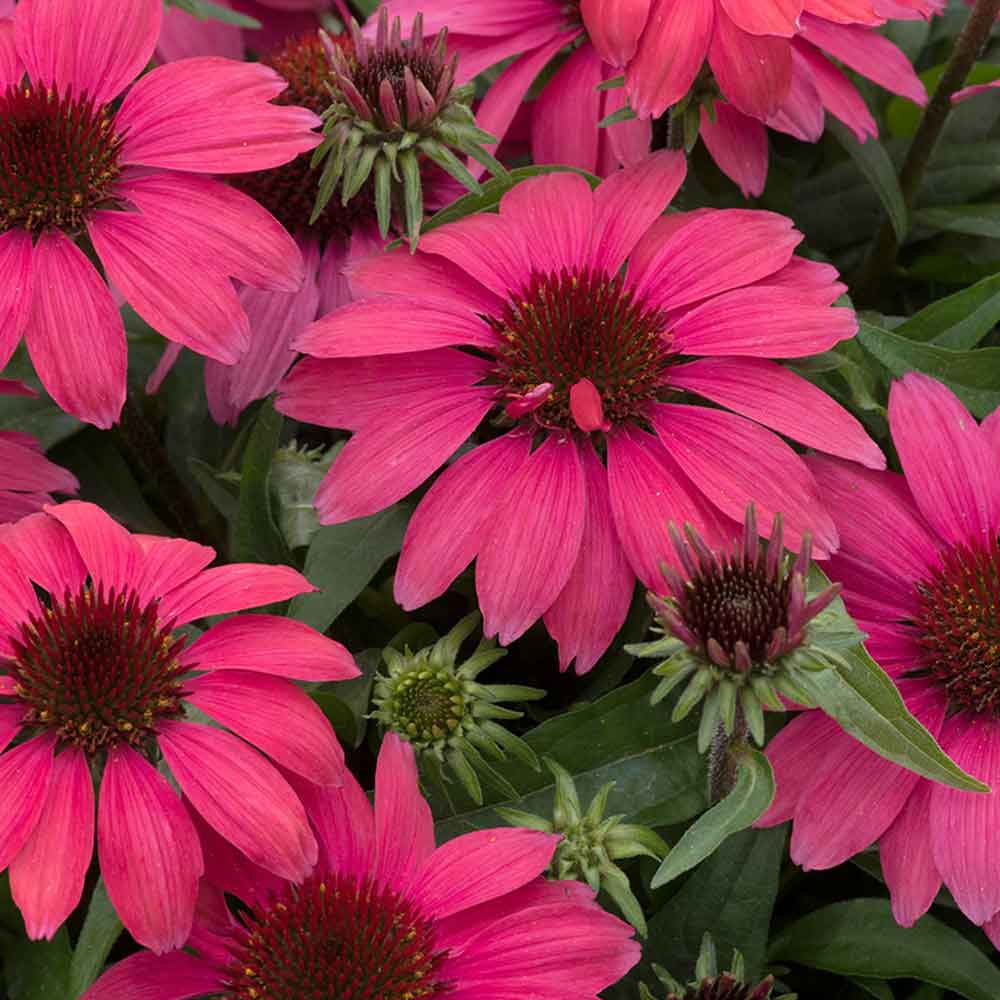 Echinacea p. Sunmagic Vintage Red P9