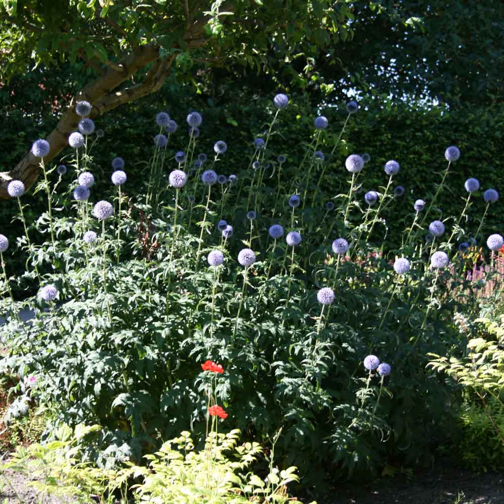 Echinops ritro P9