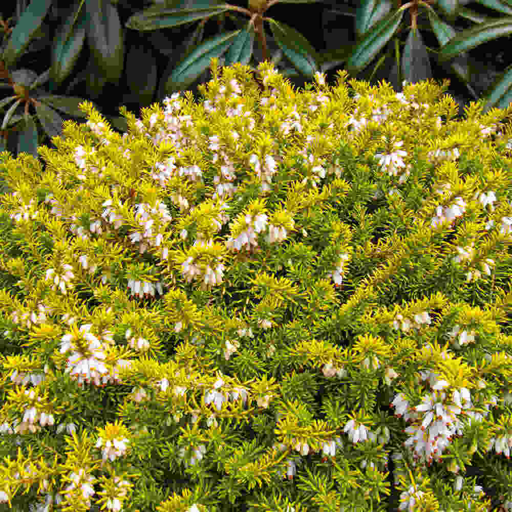 Spring heather - Erica carnea Golden Starlet 10 cm