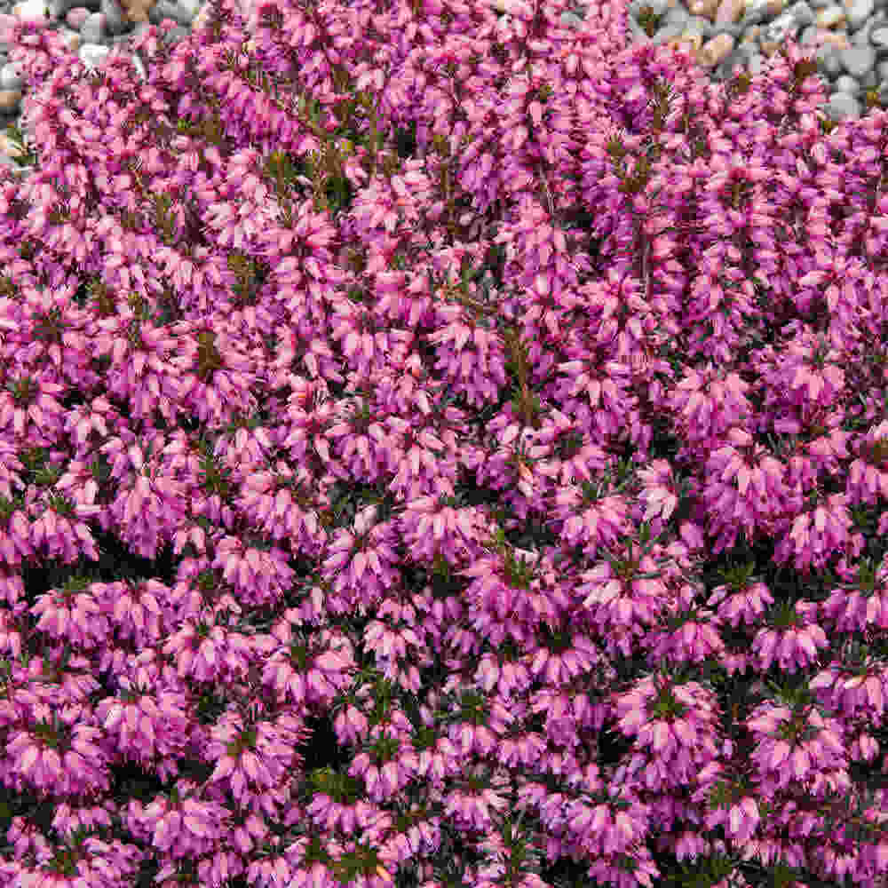 Erica carnea 'Rosalie'