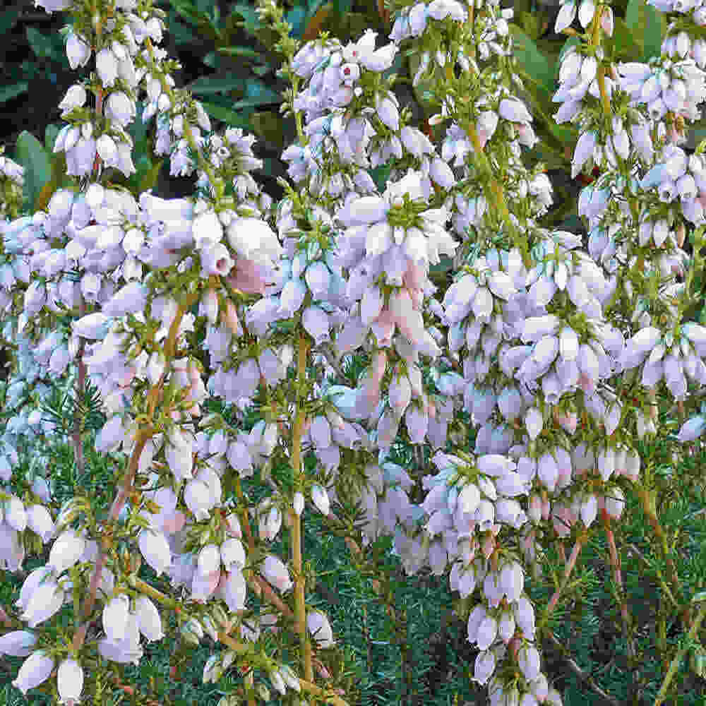 Gray heather - Erica cinerea Alba Major 10 cm