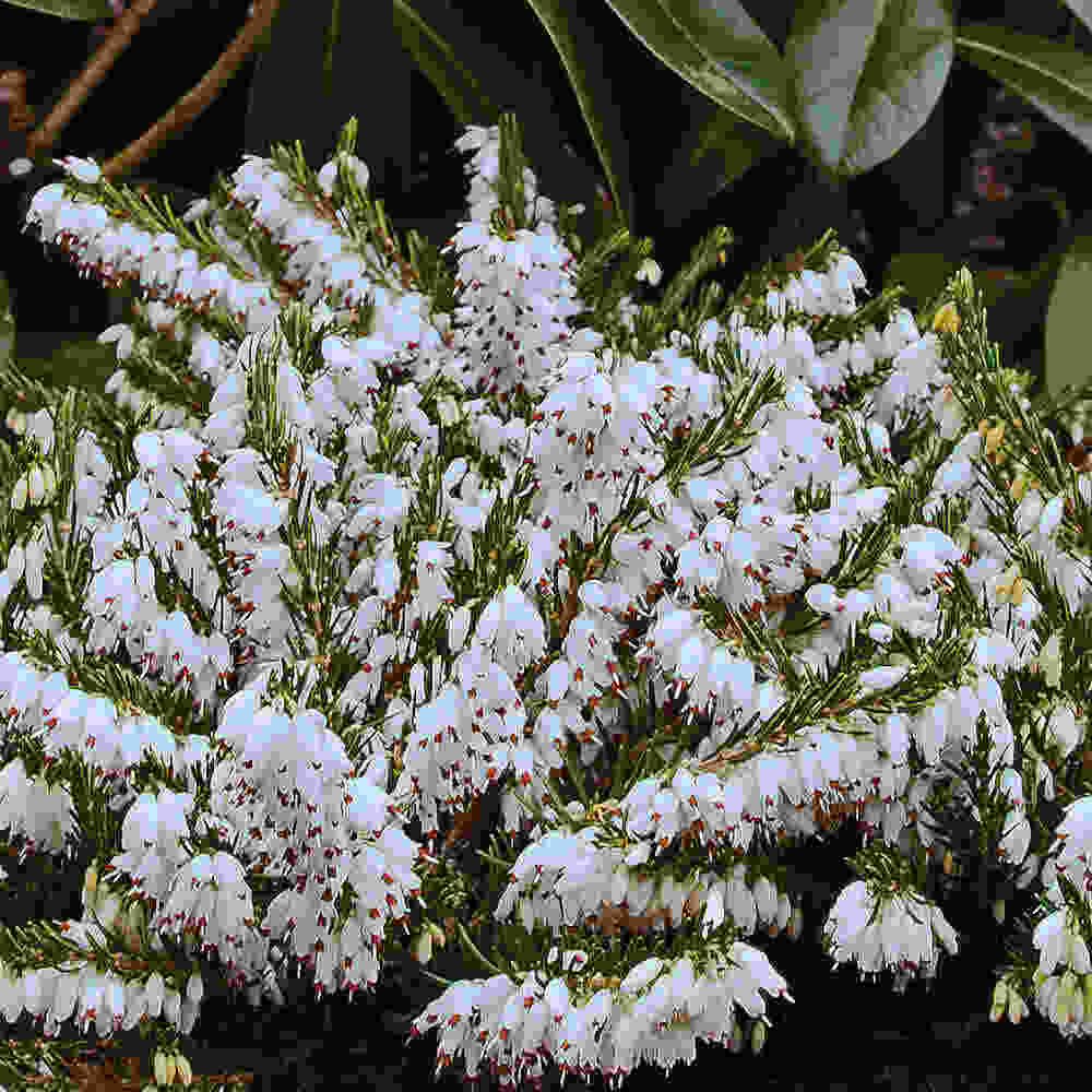 Erica x darleyensis Snow Surprise 2 L