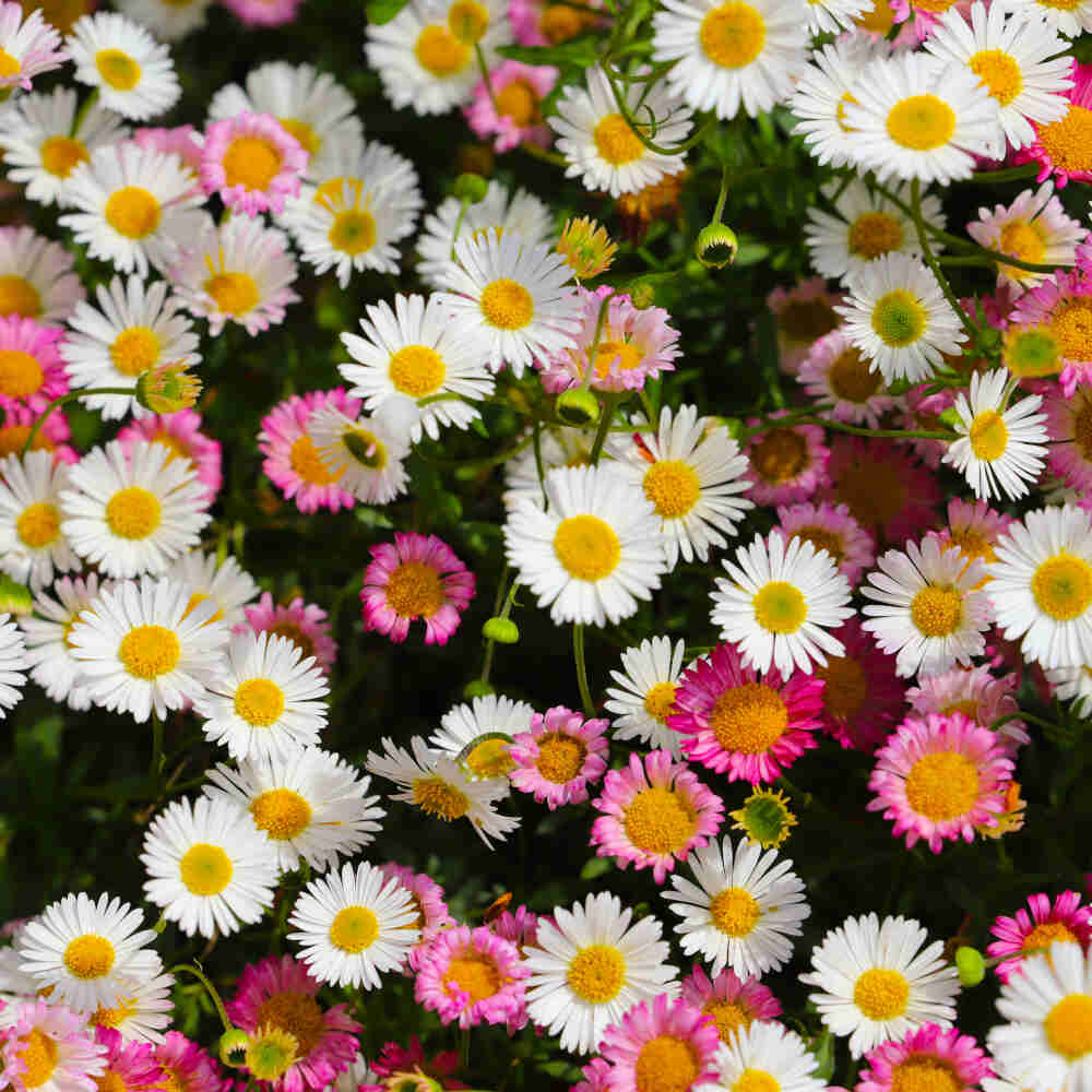 Erigeron karvinskianus P9
