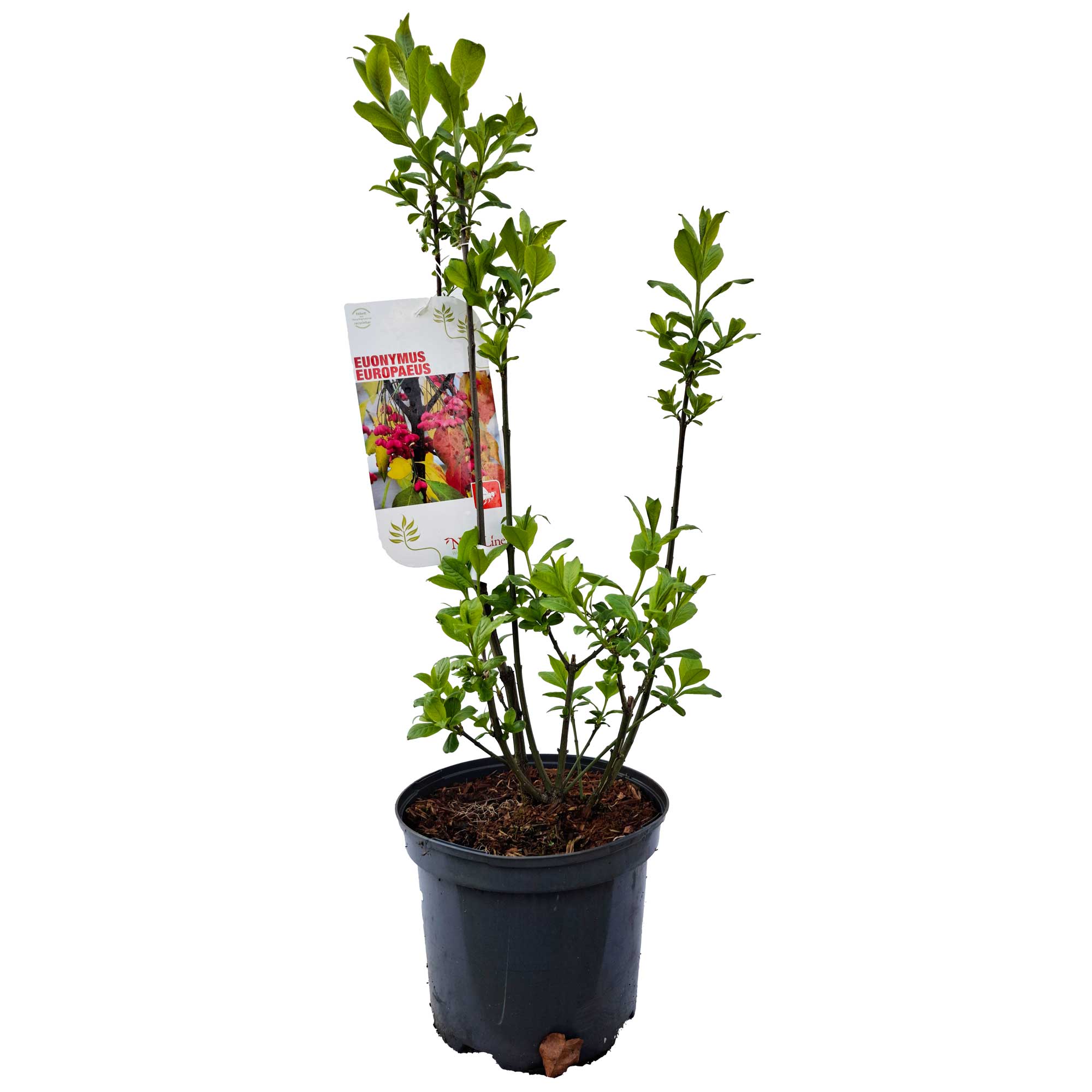 Euonymus europaeus C3 40-60 CM