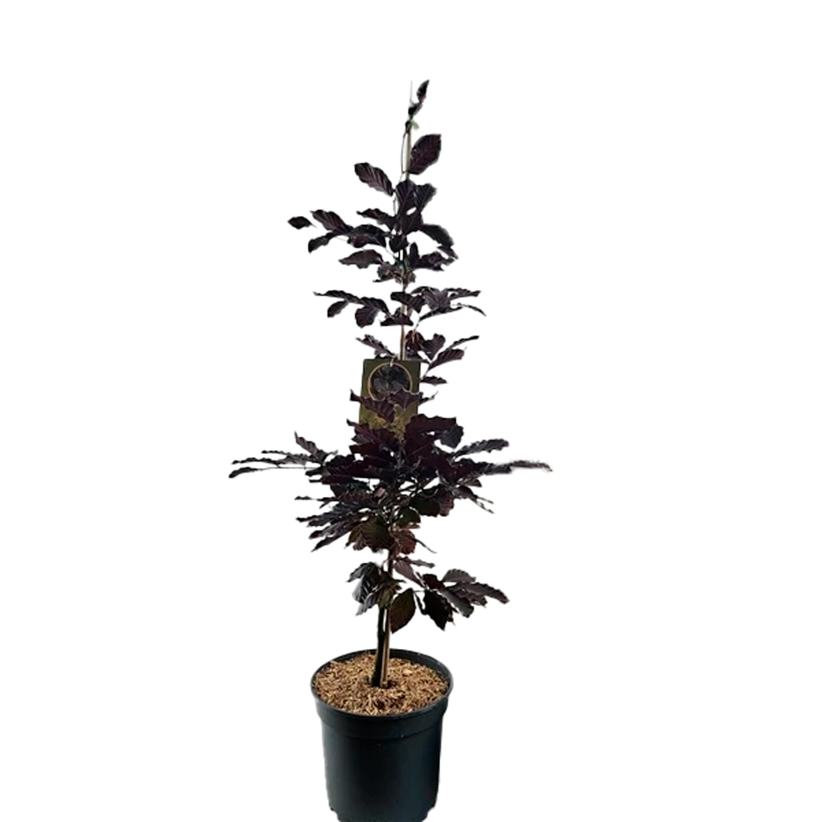 Fagus syl. 'Atropunicea' C5 80-100 CM Stick