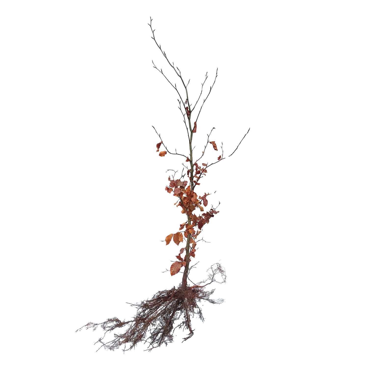 Beech hedge - Fagus sylvatica 120-140cm