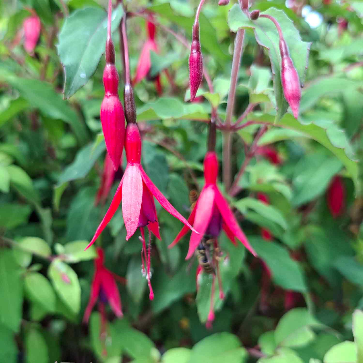 Fuchsia 'Riccartonii' C1,5