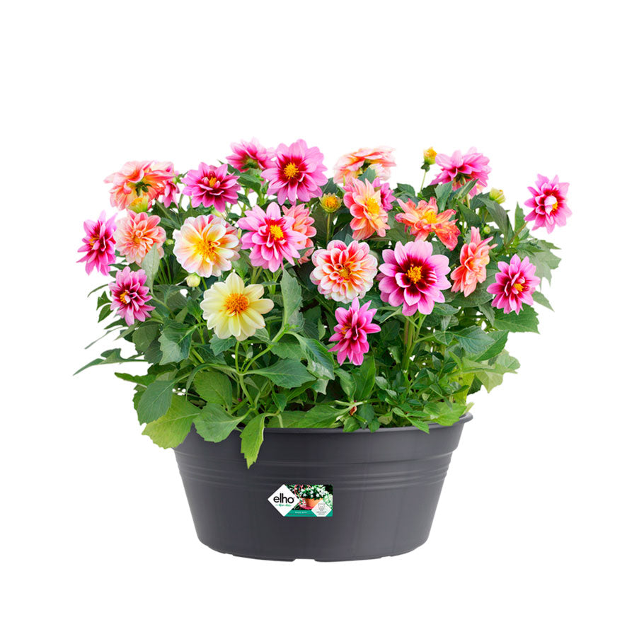 gb bow l 38 living black