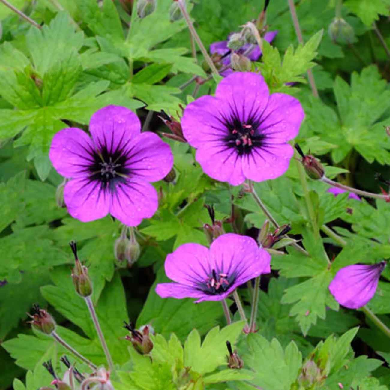 Geranium 'Anne Thomson' 2L