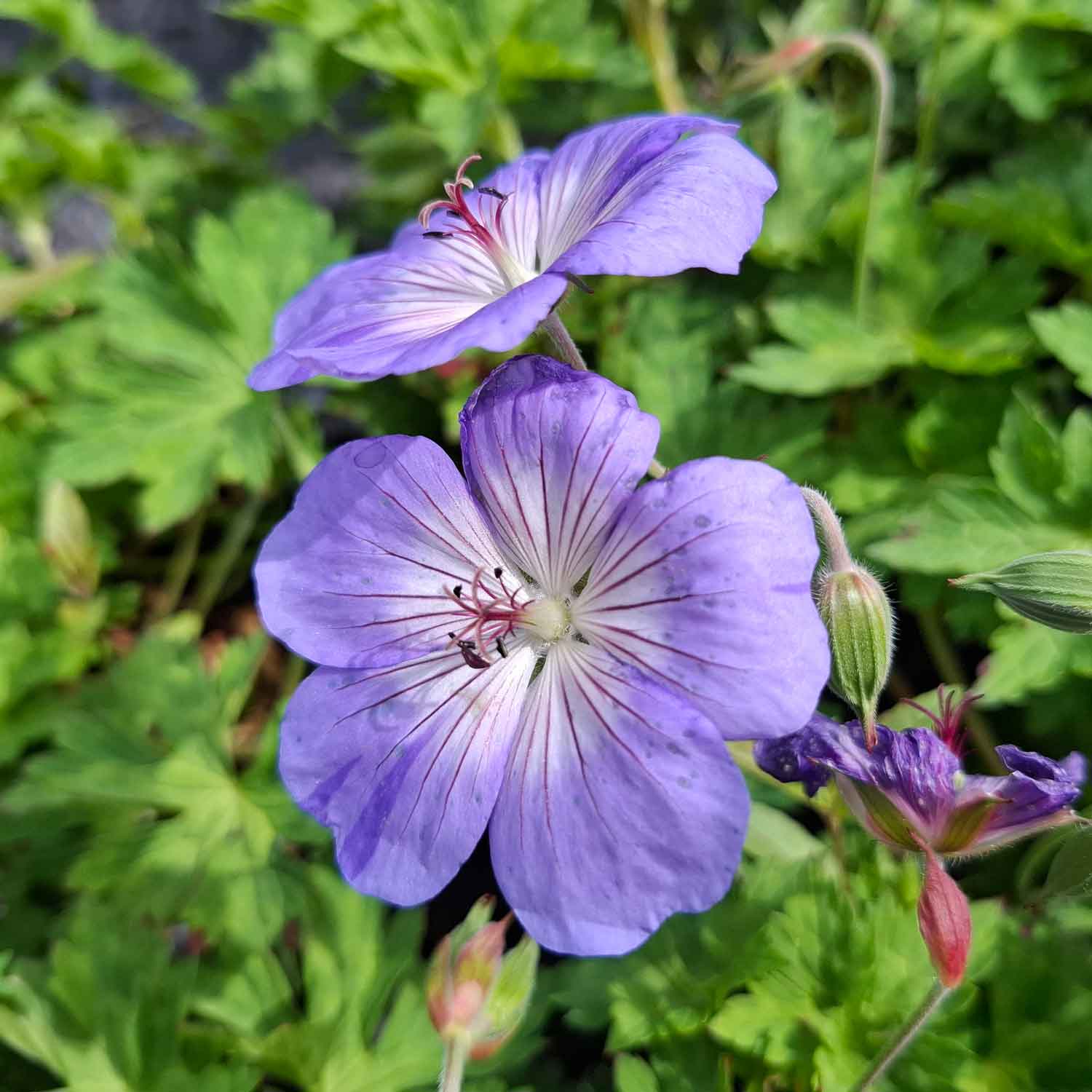 Storkenæb Geranium 'Azure Rush' 3L