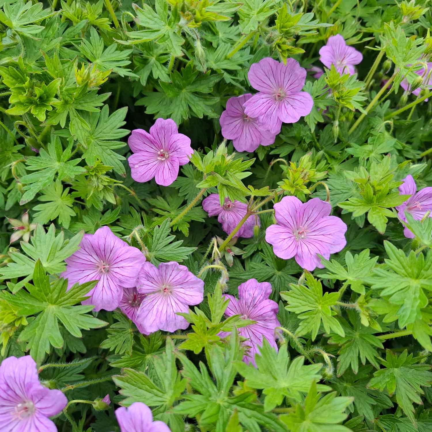 Cranesbill - Geranium hybrid Blushing Turtle® 1L pot