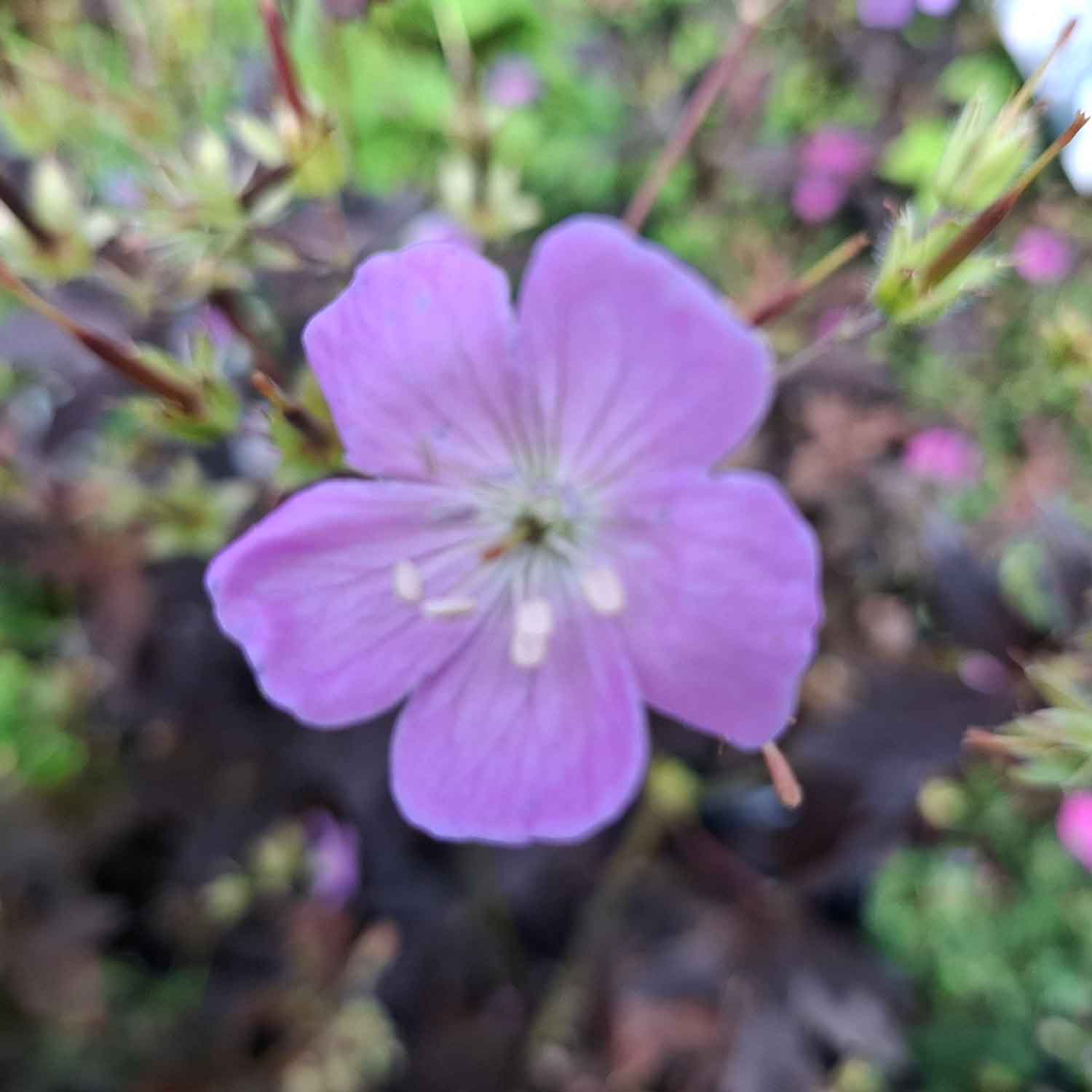 Geranium macule. 'Elizabeth Ann' P9