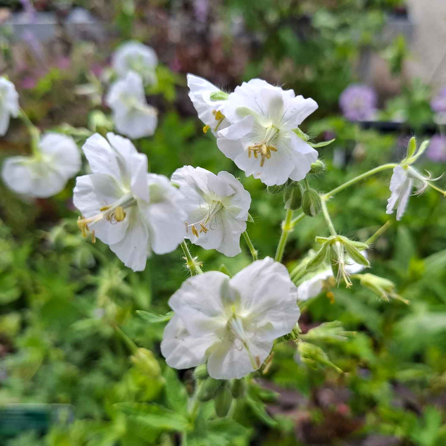 Geranium phaeum 'Album' 1L