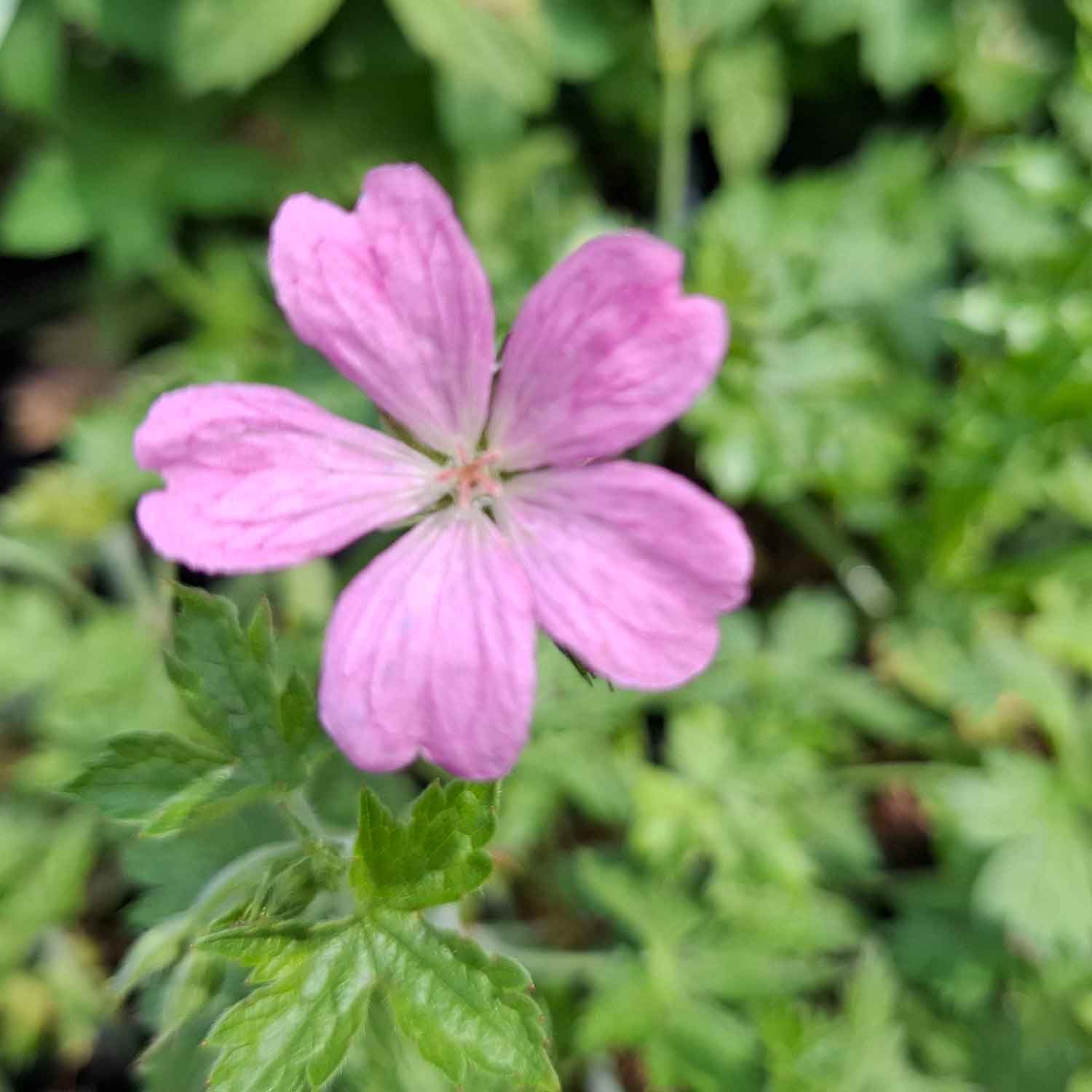 Geranium ox. 'Rose Clair' P9