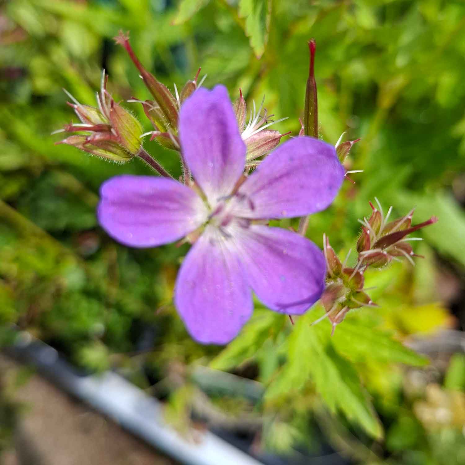 Geranium sylv. 'Mayflower' P9