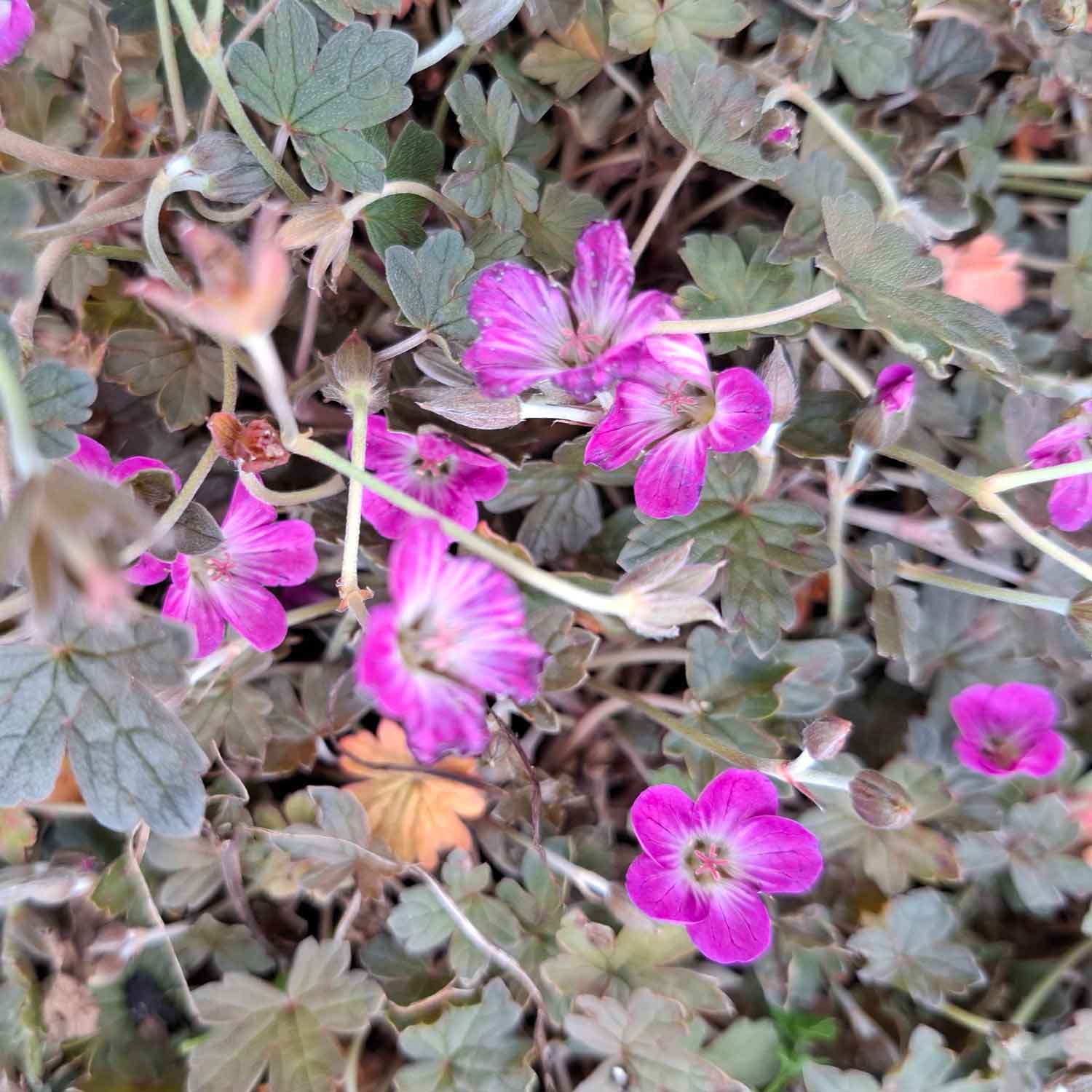 Geranium 'Tanya Rendall' 9cm