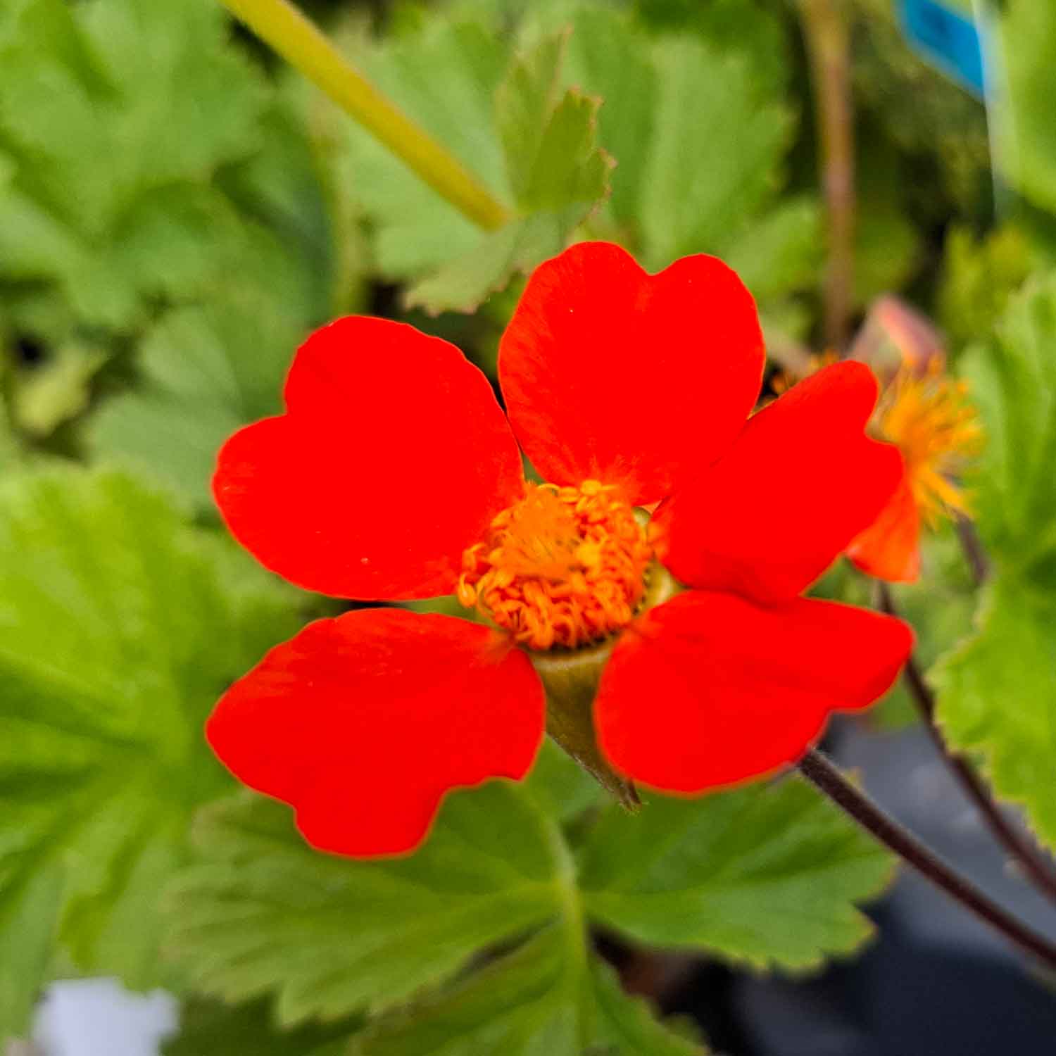 Geum coccineum 'Borisii' 1L