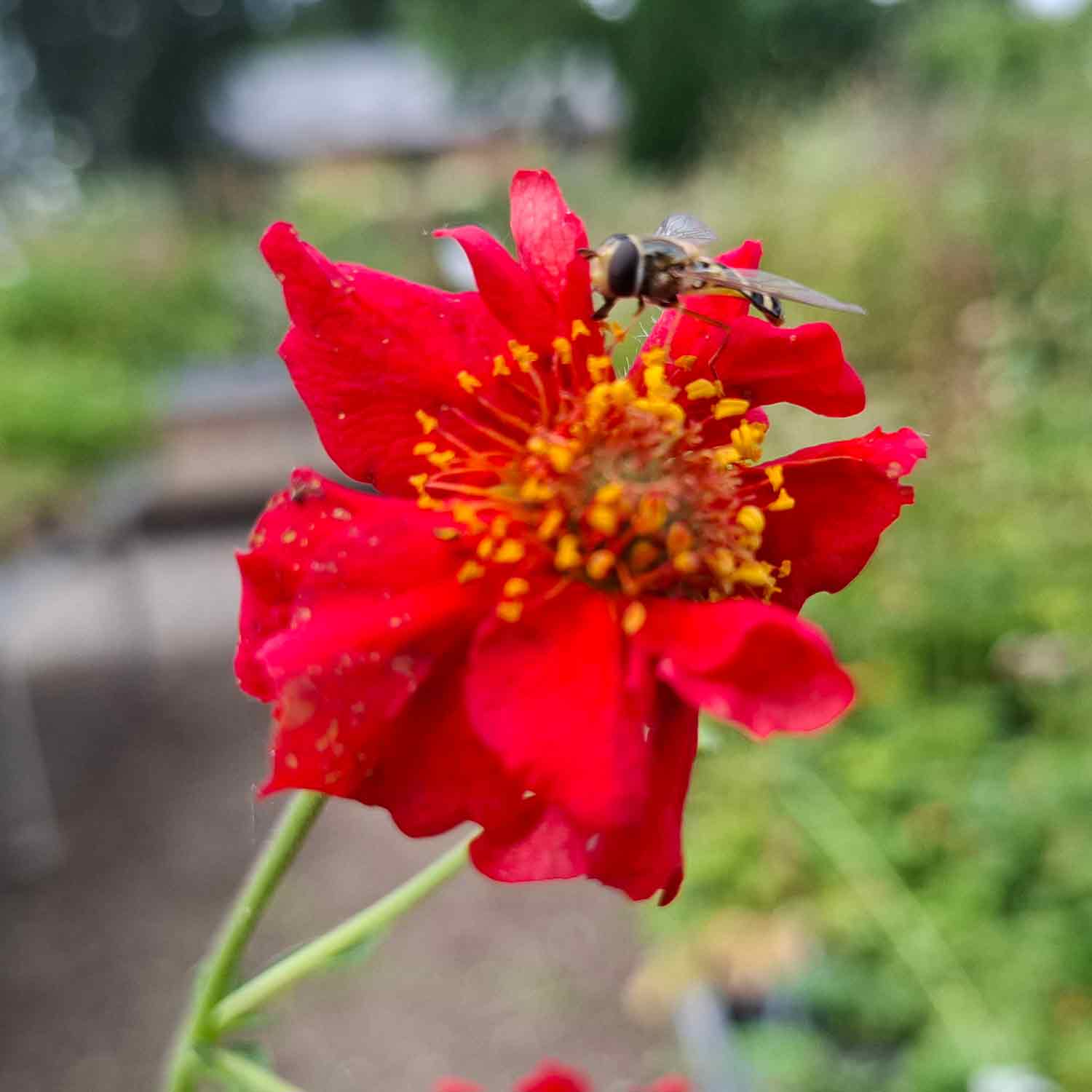 Geum chiloense 'Mrs Bradshaw' 2L