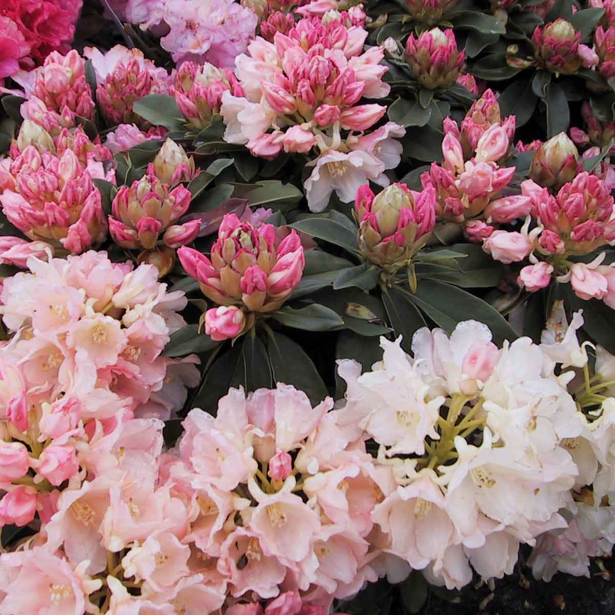 Rhododendron Yak. 'Golden Torch' 30/- C5