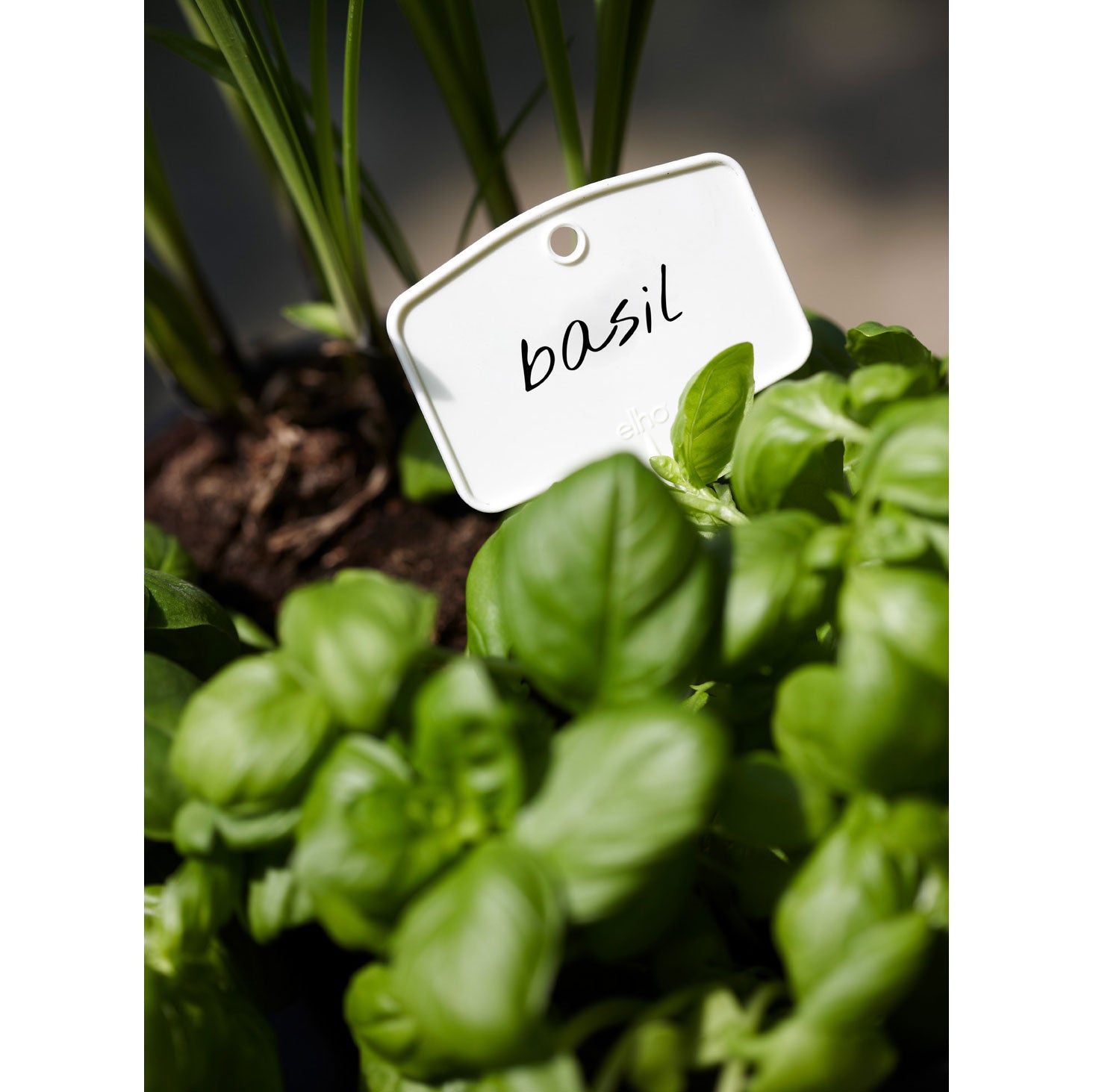 gb plantlabels s w hite (set/5)