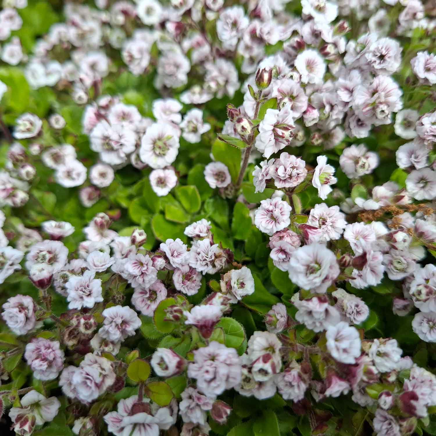 Gypsophila cerastioides 17cm