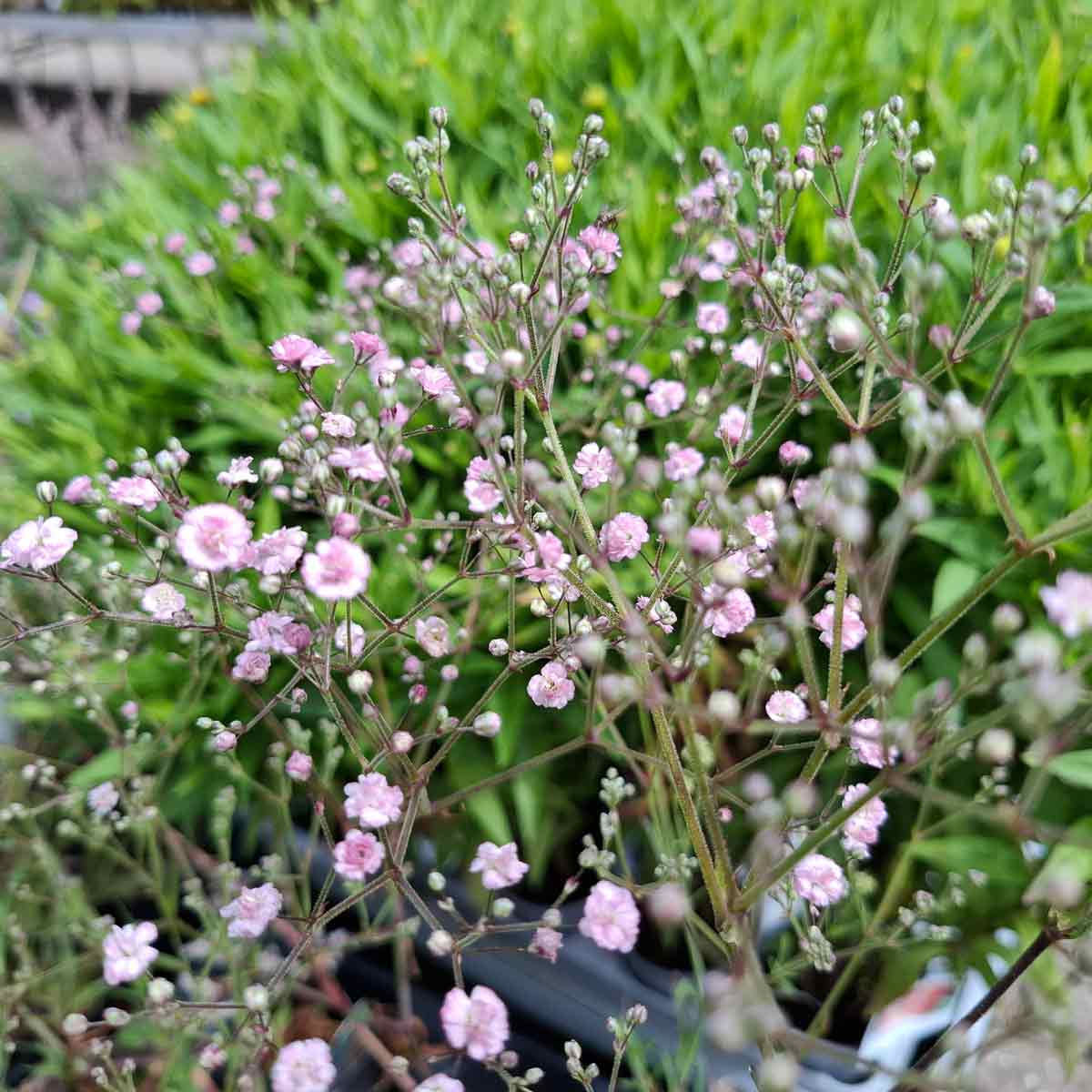 Gypsophila pan. 'Flamingo' P9