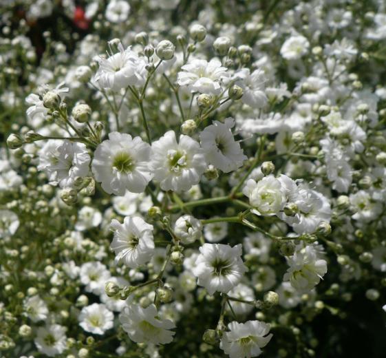 Gypsophila paniculata P9