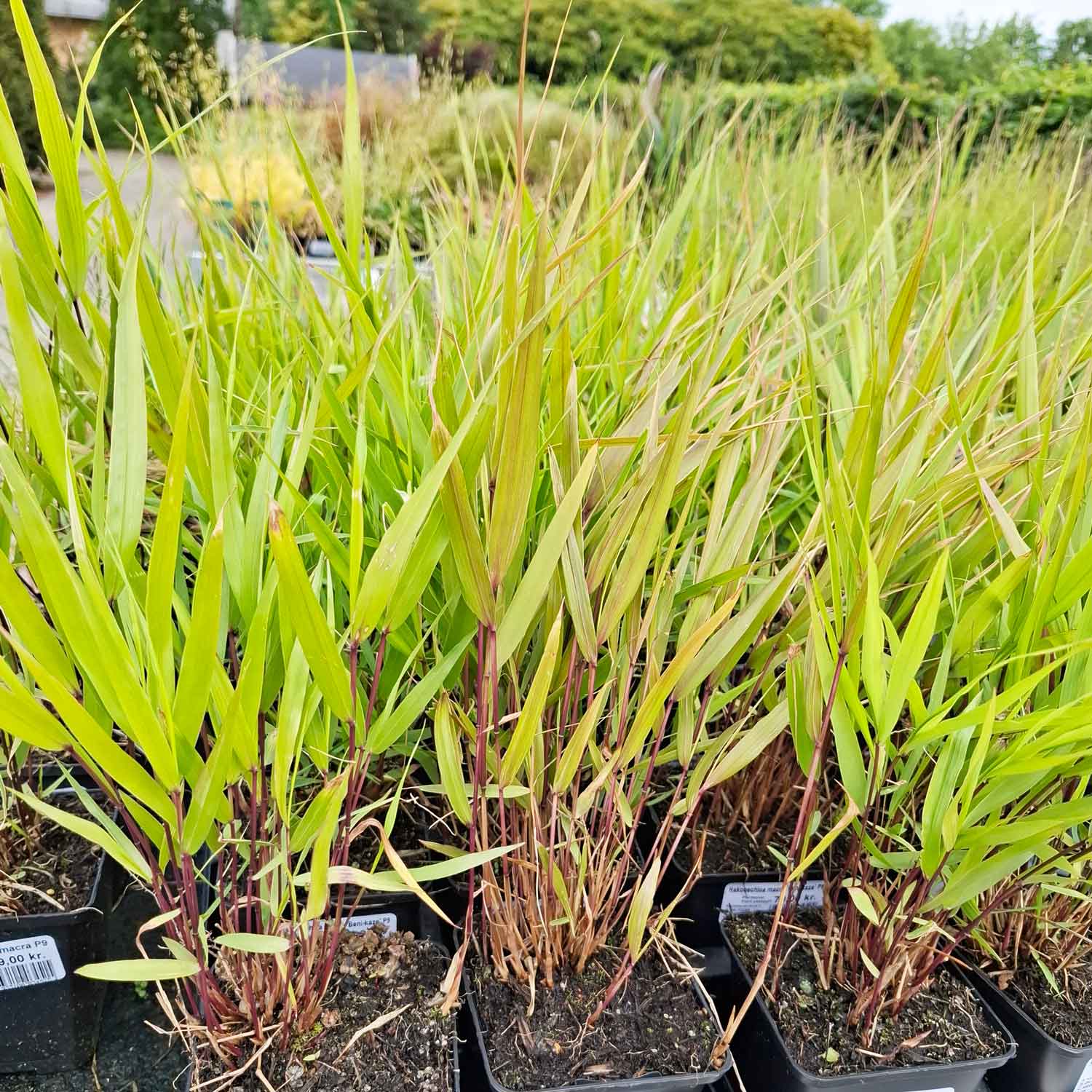 Hakonechloa macra 'Beni-kaze' P9