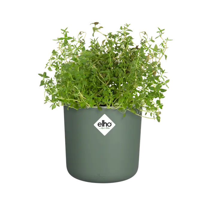 happy herbs leaf green