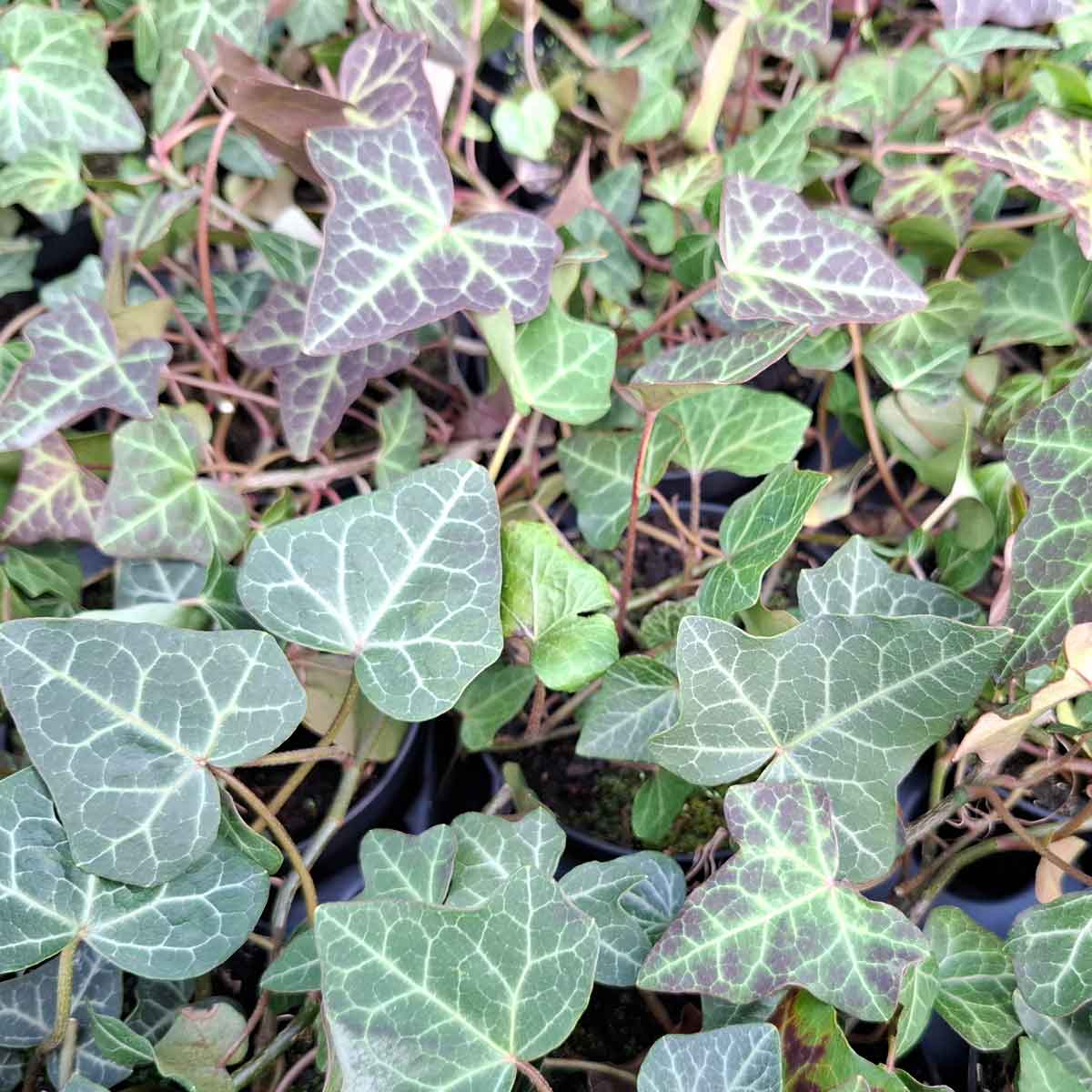 Hedera helix 'Hevil'