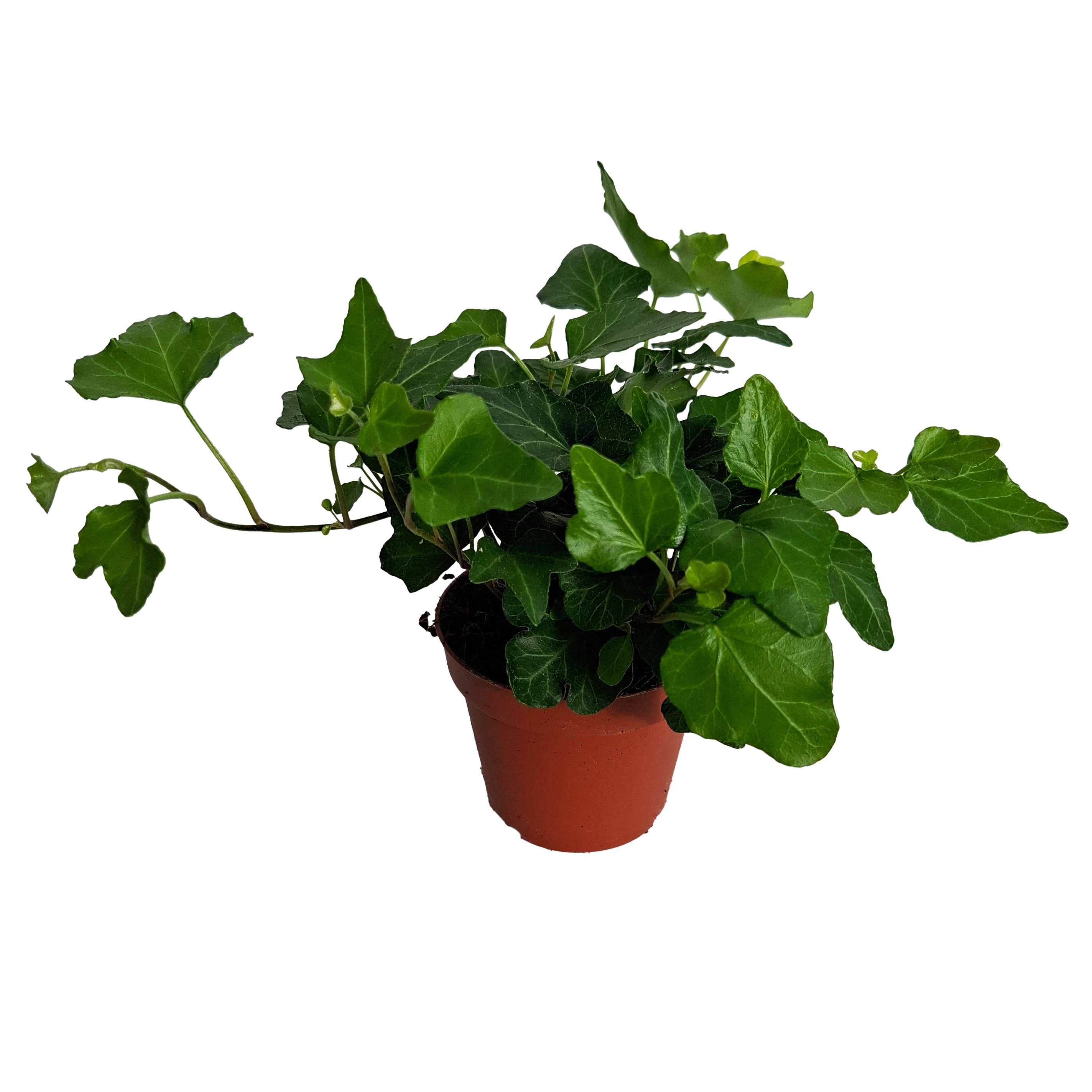 Hedera hel. 'Wonder' 8,5cm